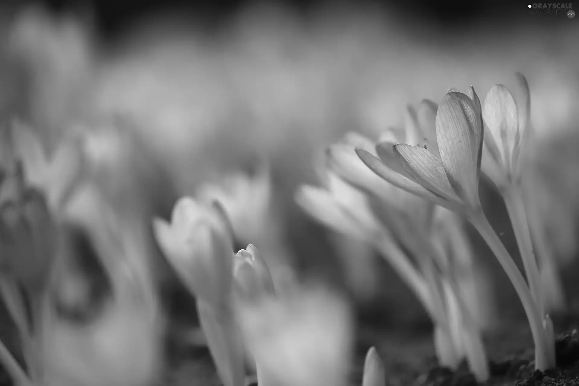colchicums, Flowers, blurry background, purple