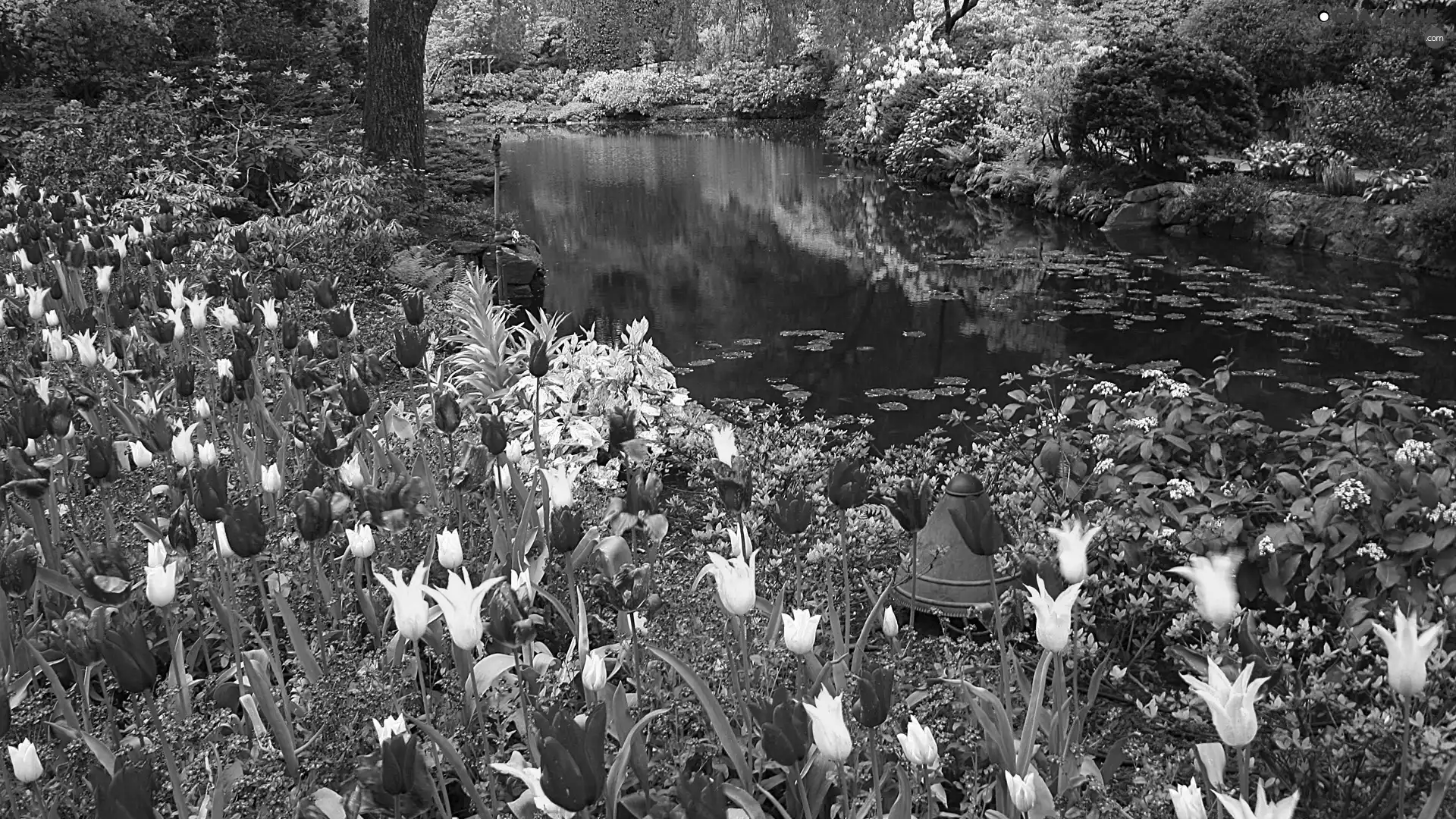 Flowers, Park, brook