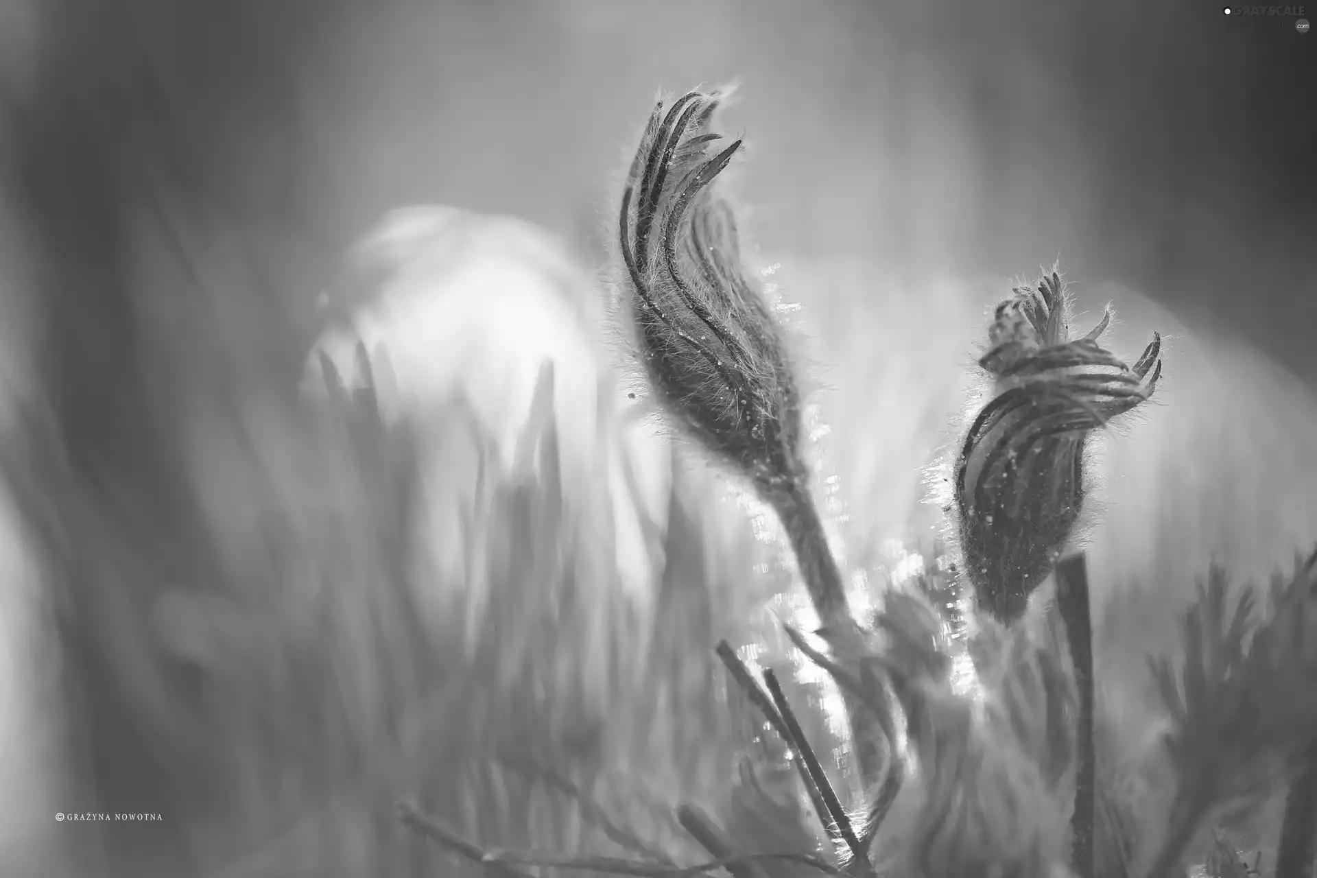 Flowers, pasque, Buds