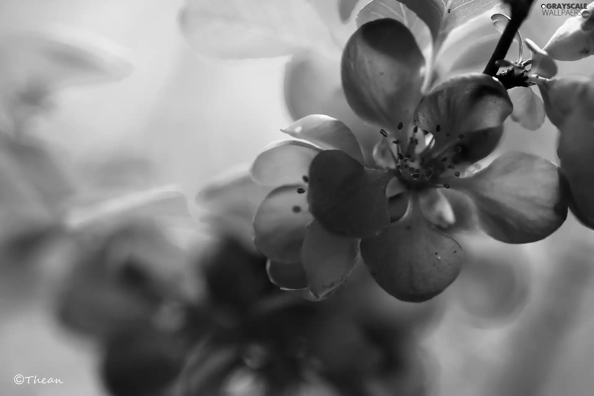 Bush, Red, Flowers, quince