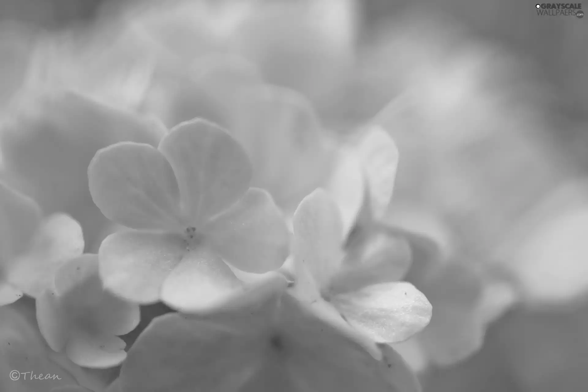 Flowers, Viburnum, Bush