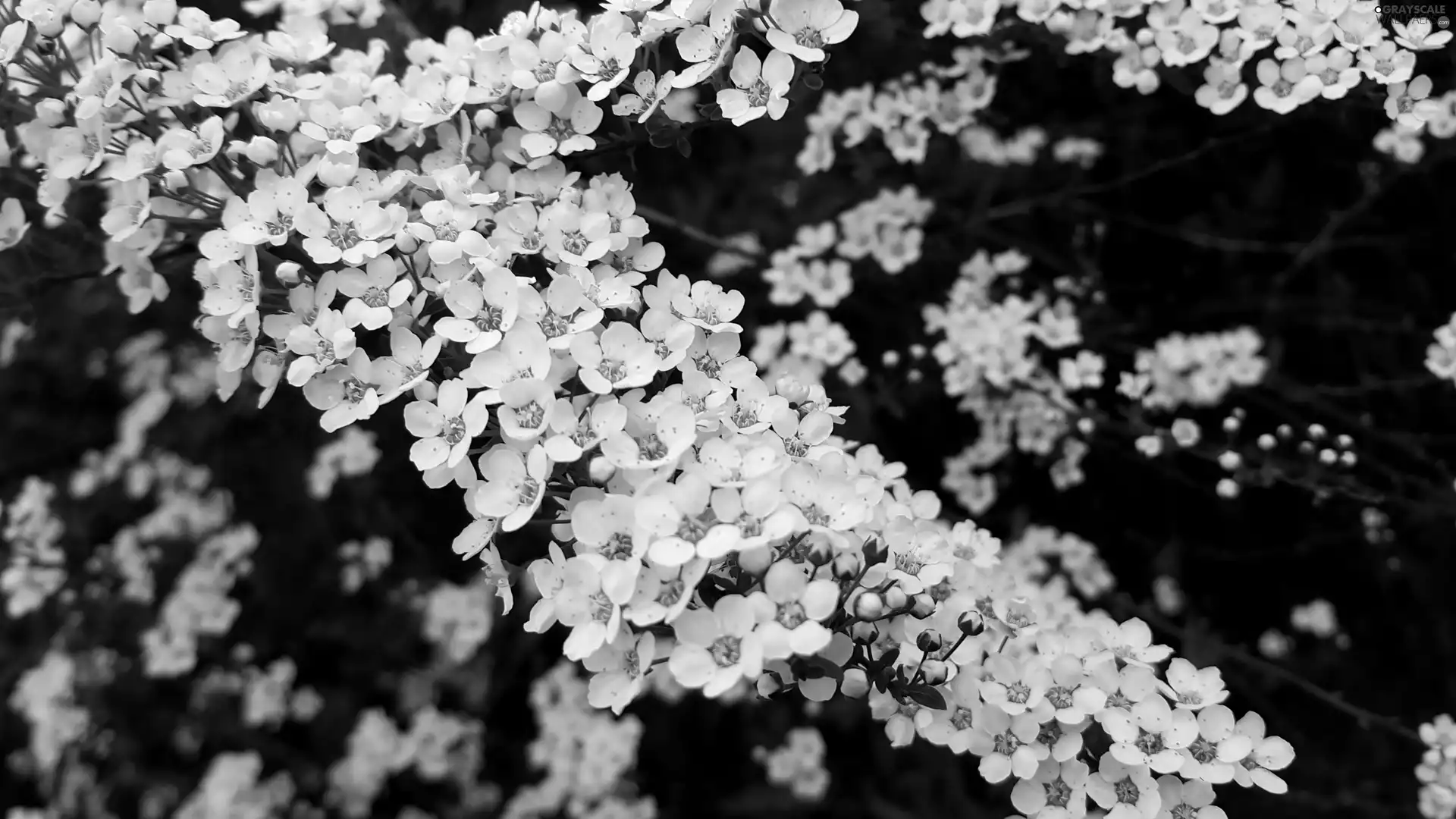 Bush, White, Flowers, twig