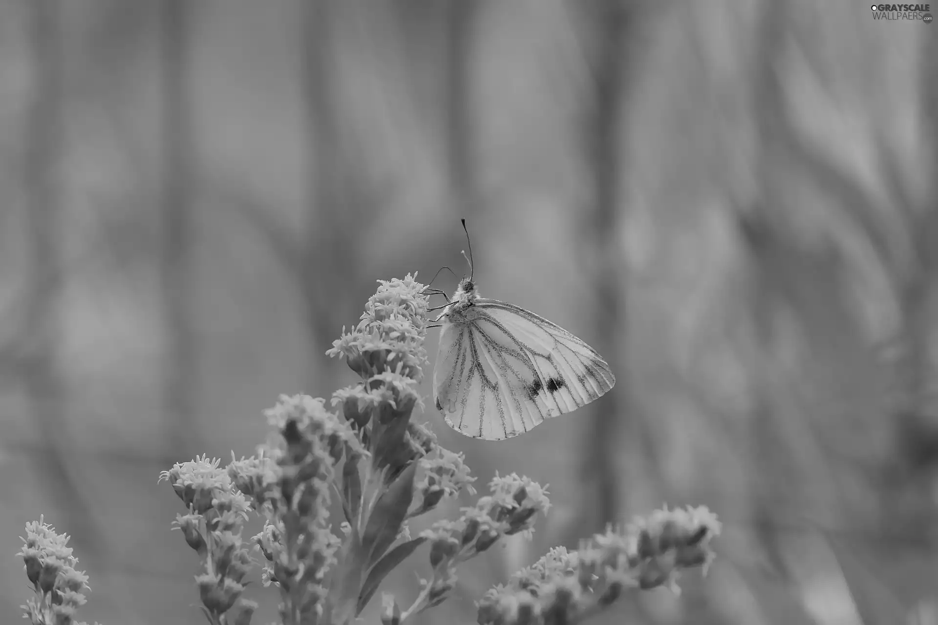 Cabbage Butterfly, Colourfull Flowers, Goldenrod, butterfly