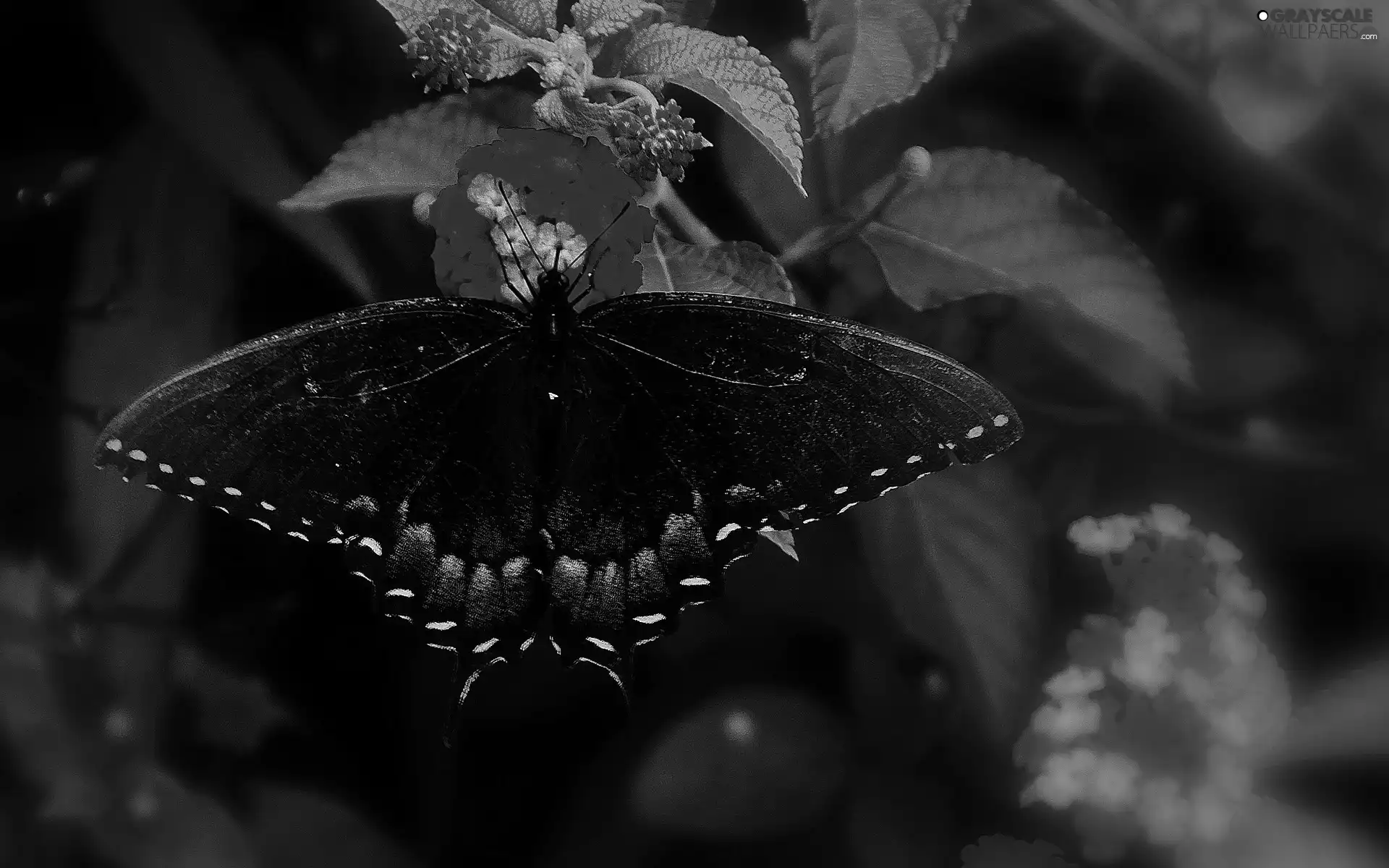 Flowers, Granate, butterfly