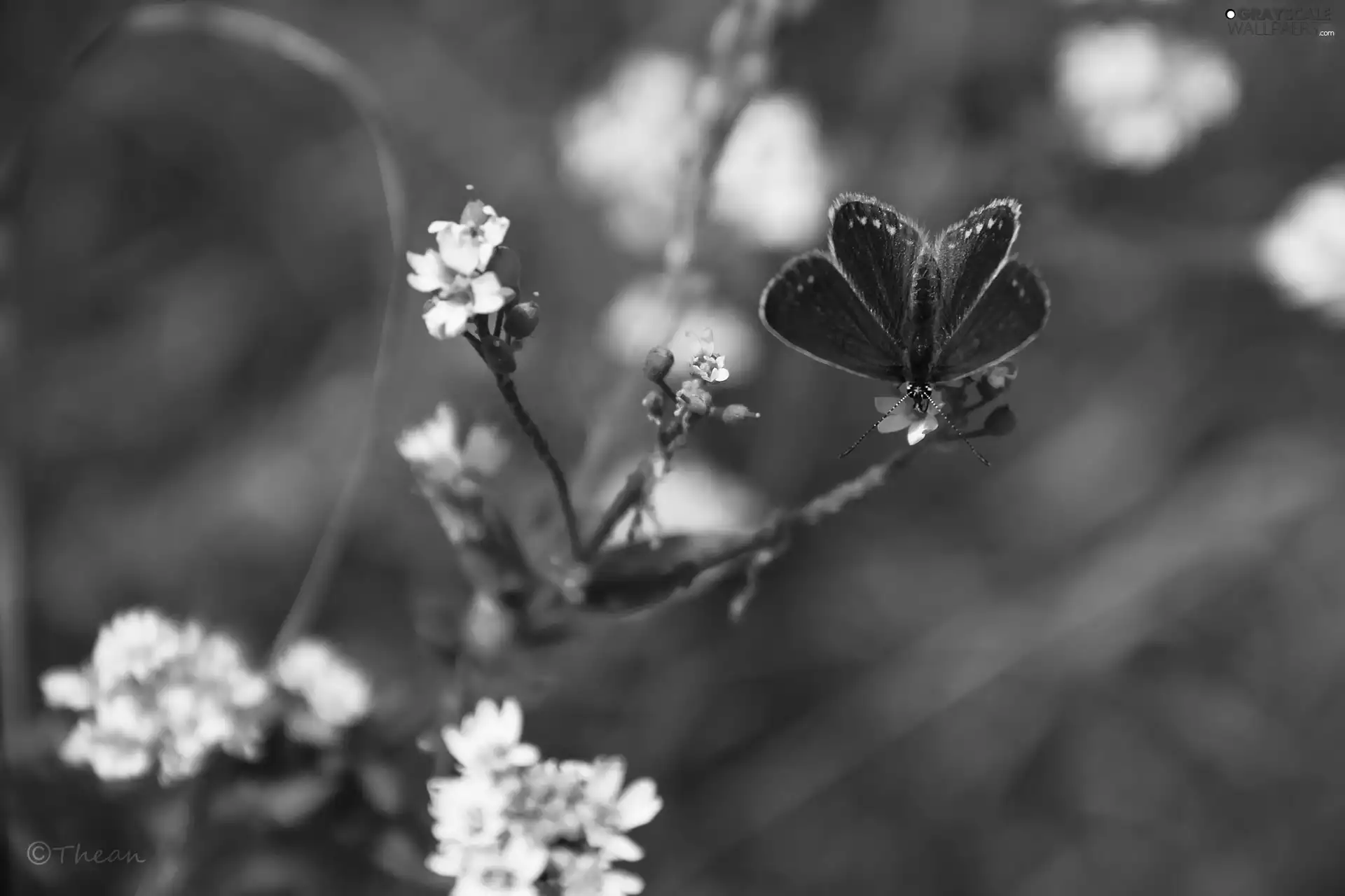 butterfly, White, Flowers, Dusky