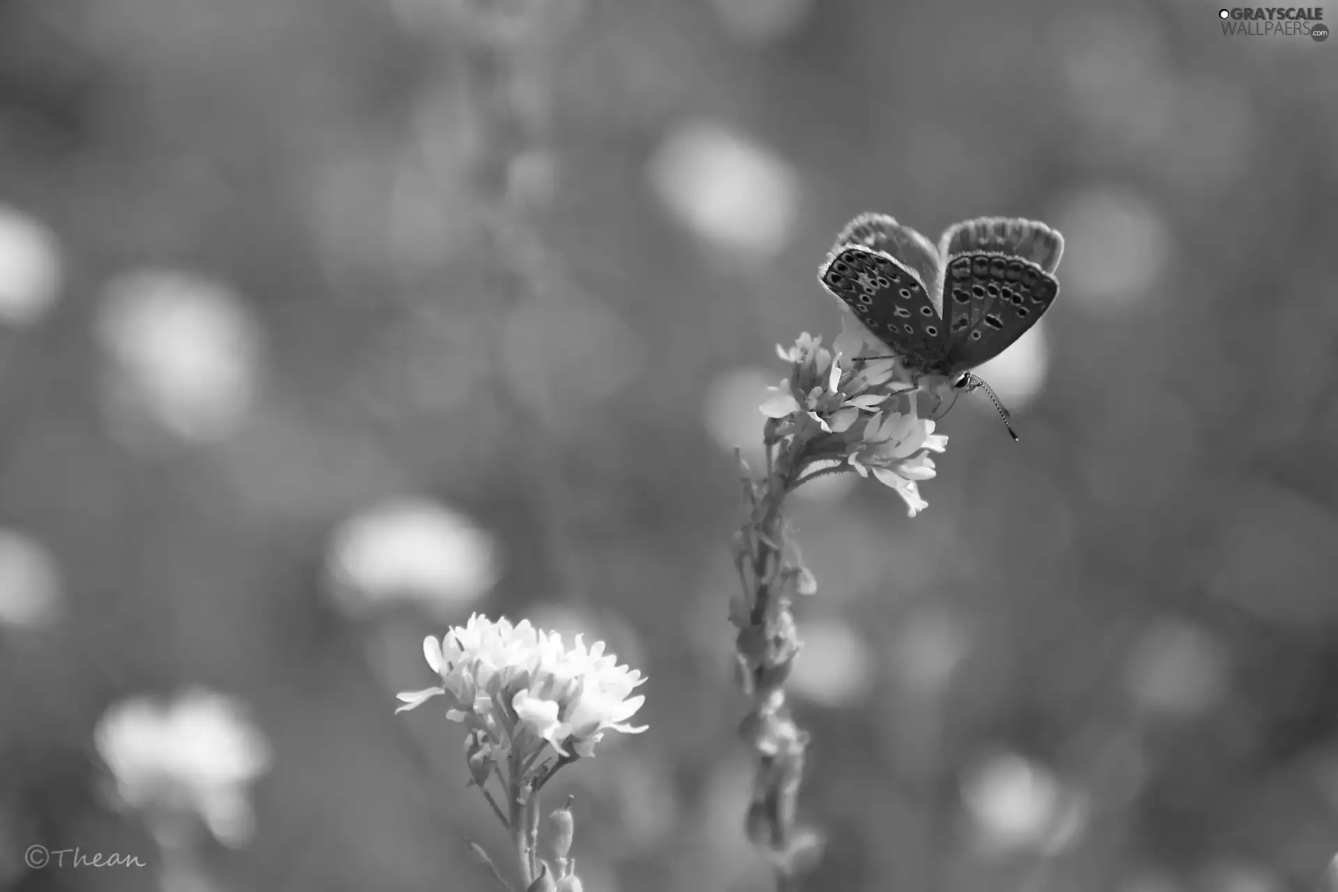 butterfly, White, Flowers, Dusky