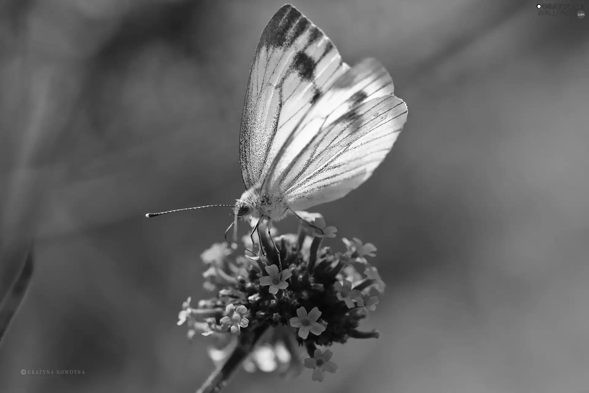 White, Cabbage, Flowers, butterfly