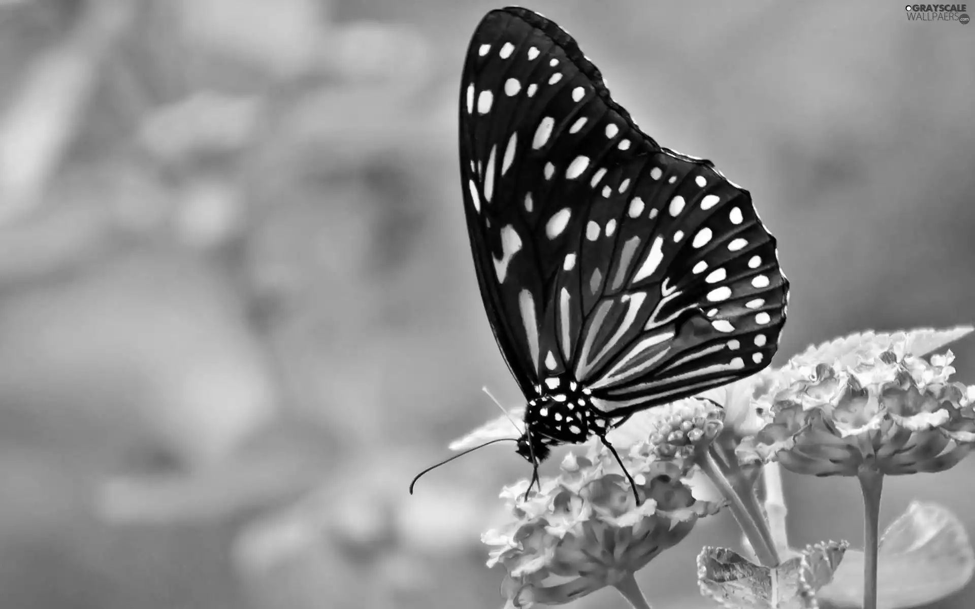 butterfly, Flowers