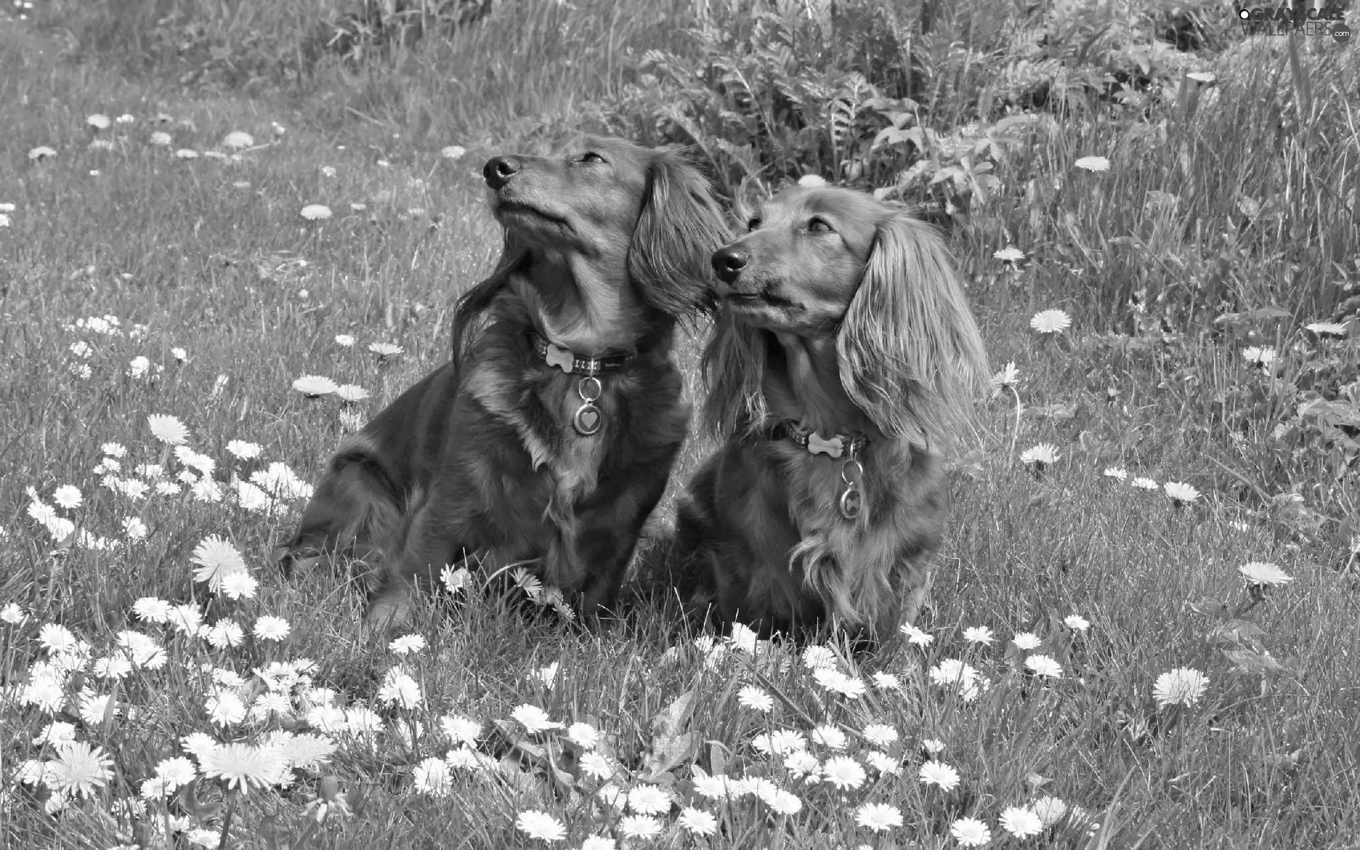 Two cars, grass, Flowers, dachshunds