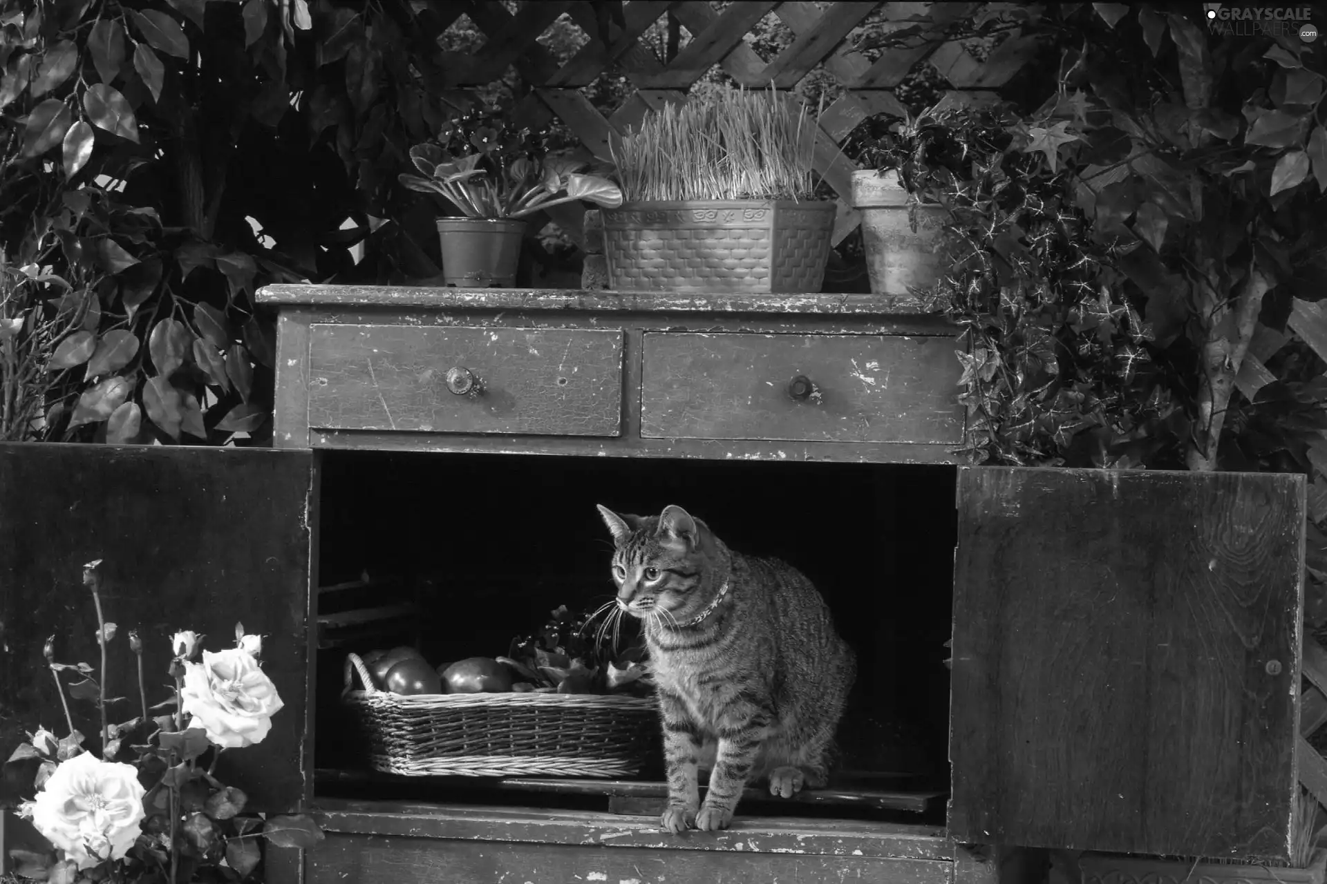 cat, cupboard, Flowers, Old