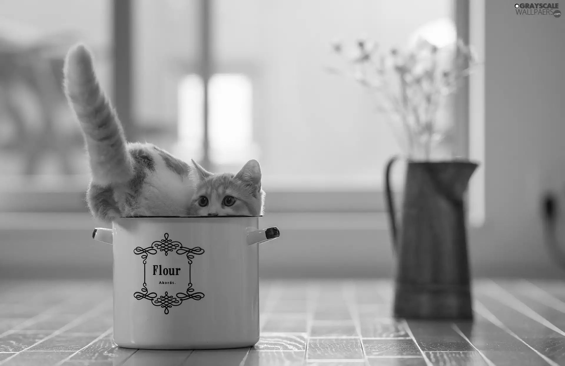 cat, Vase, Flowers, pot