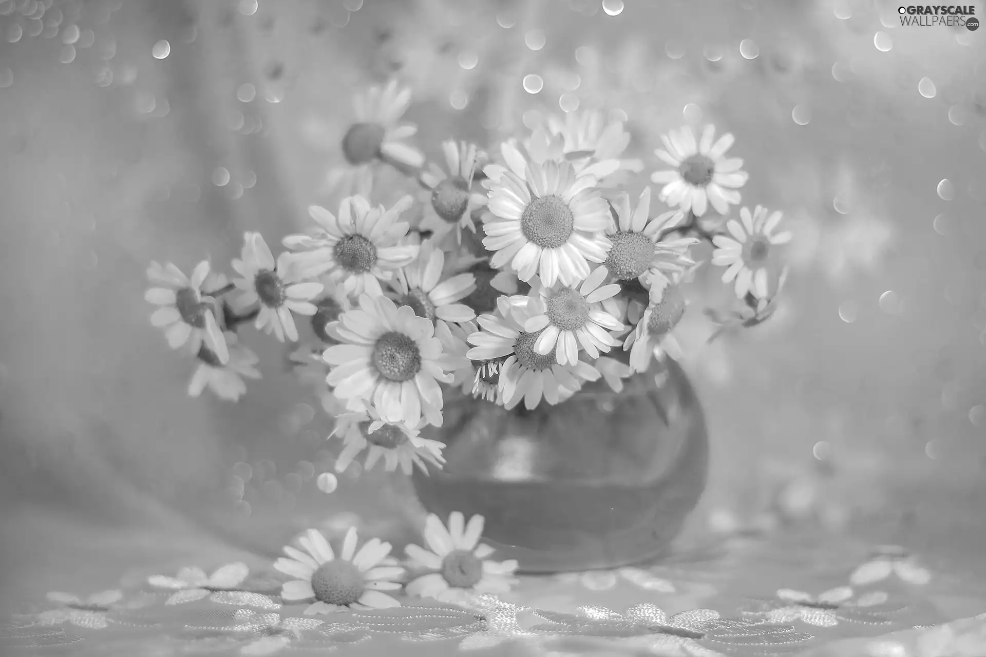 Bokeh, vase, White, Flowers, Corn Chamomile