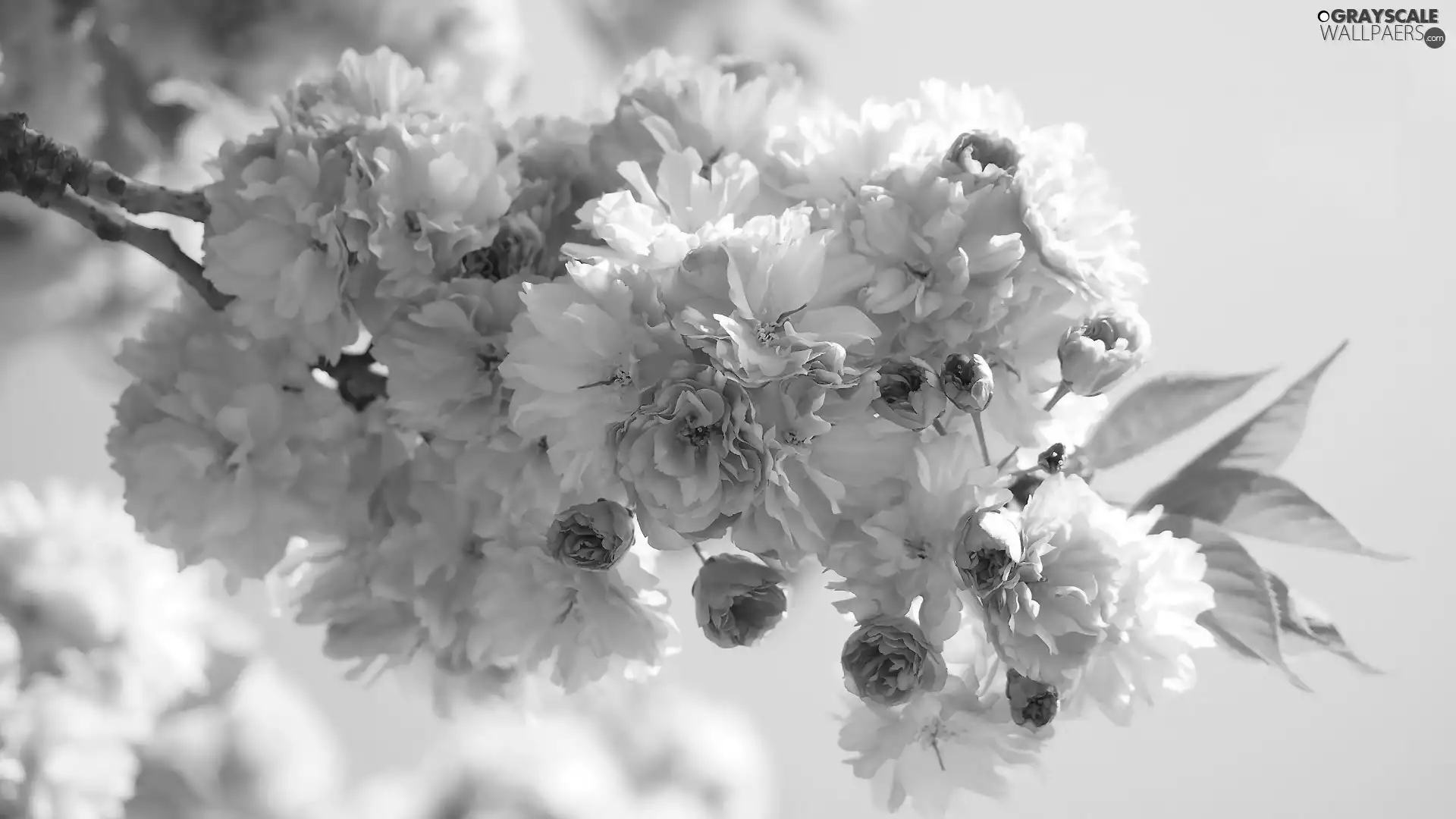 Fruit Tree, twig, Flowers, Japanese Cherry