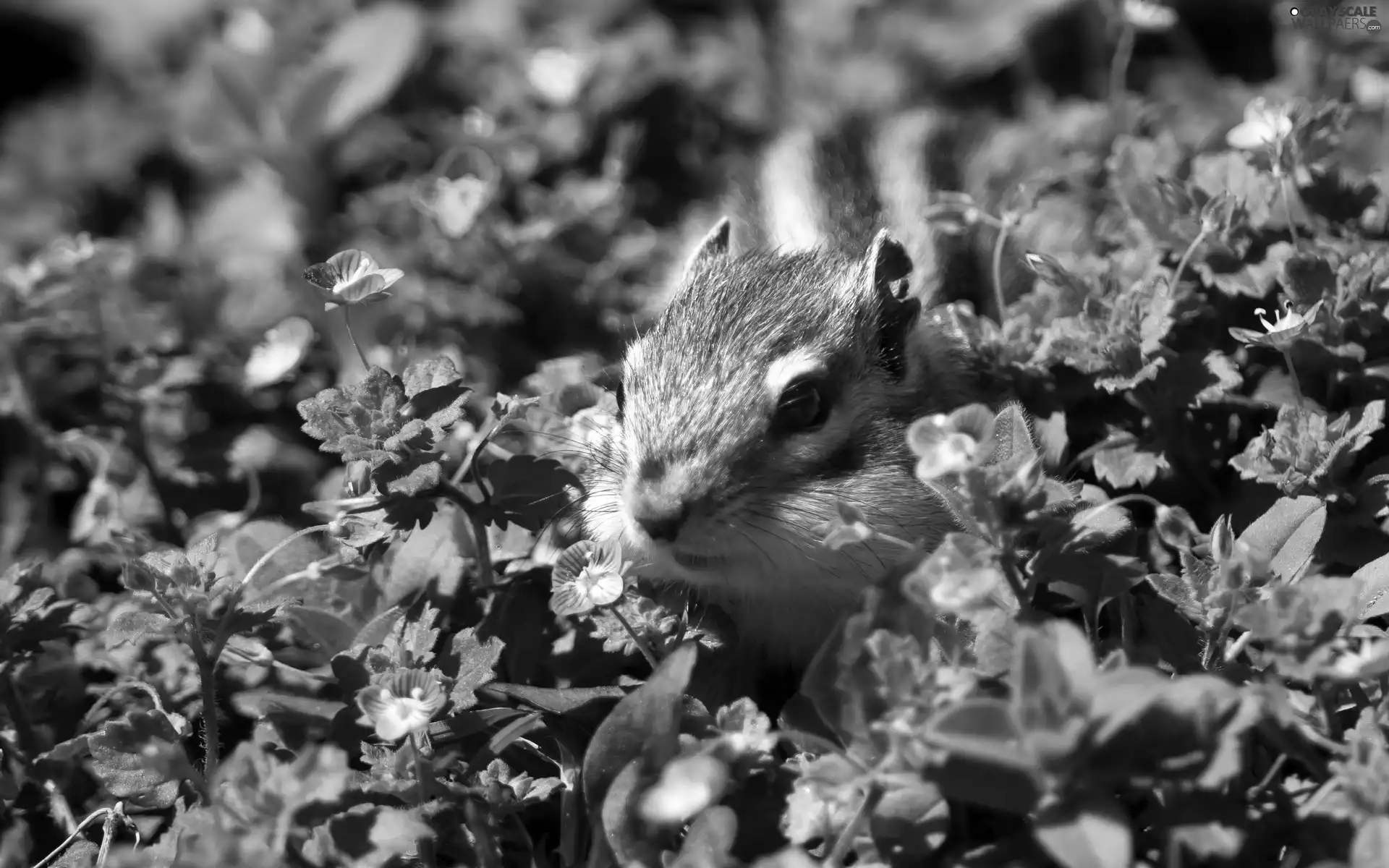 Chipmunk, flowers