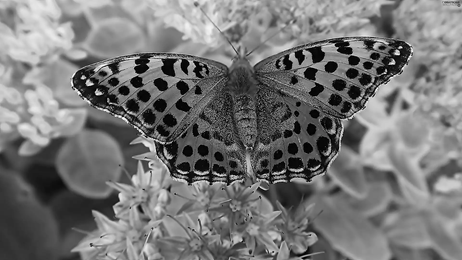 Latonia, butterfly, Flowers, Close, Pink, argynnis