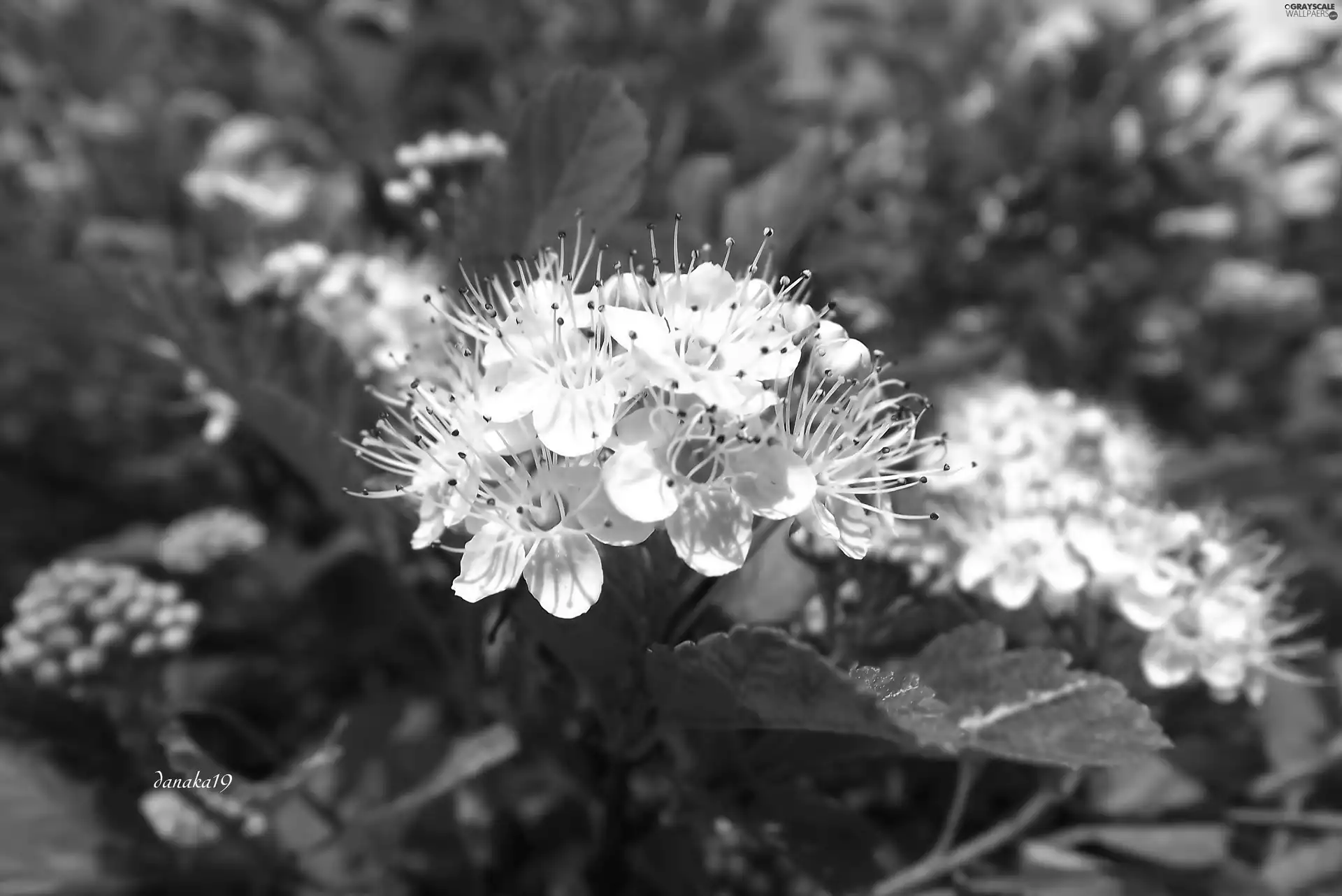Flowers, Close, Japanese, White, Spiraea