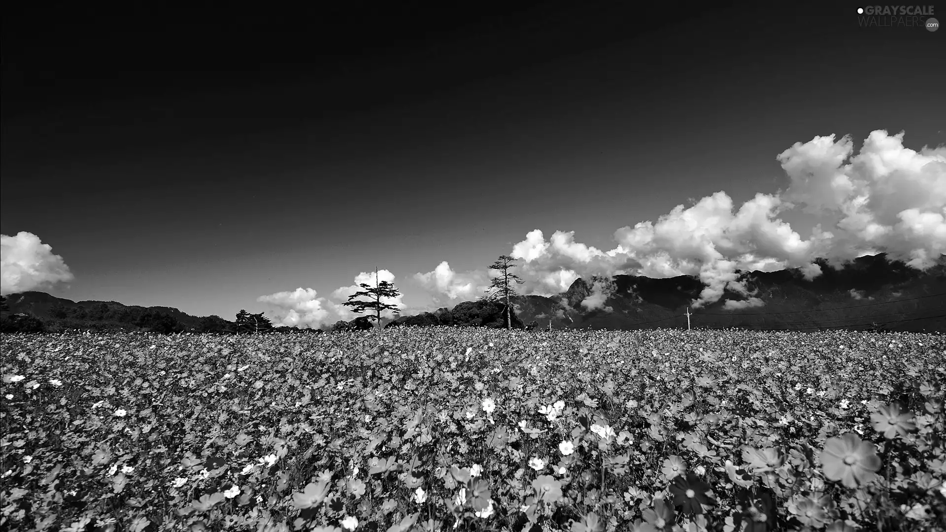 Mountains, Flowers, Cosmos, clouds