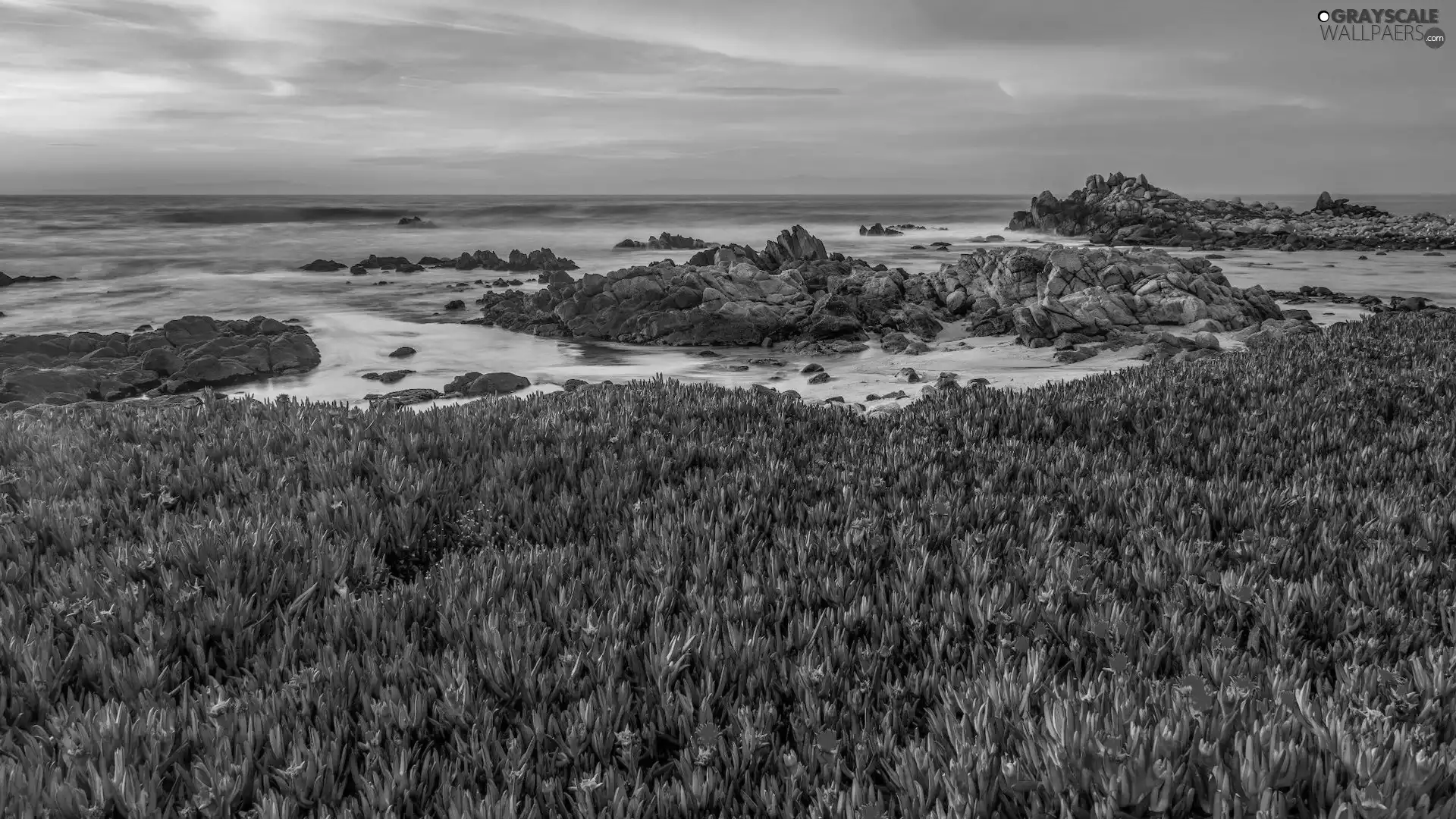 Plants, Flowers, Coast, rocks, sea