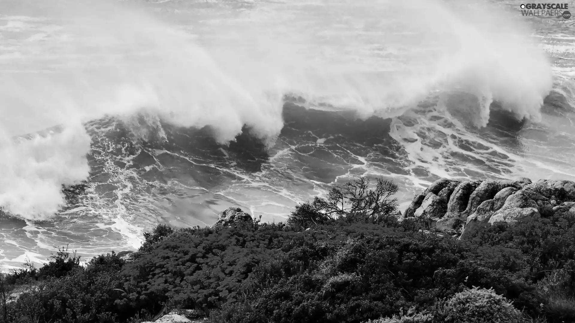 Flowers, coast, Waves, rocks, sea