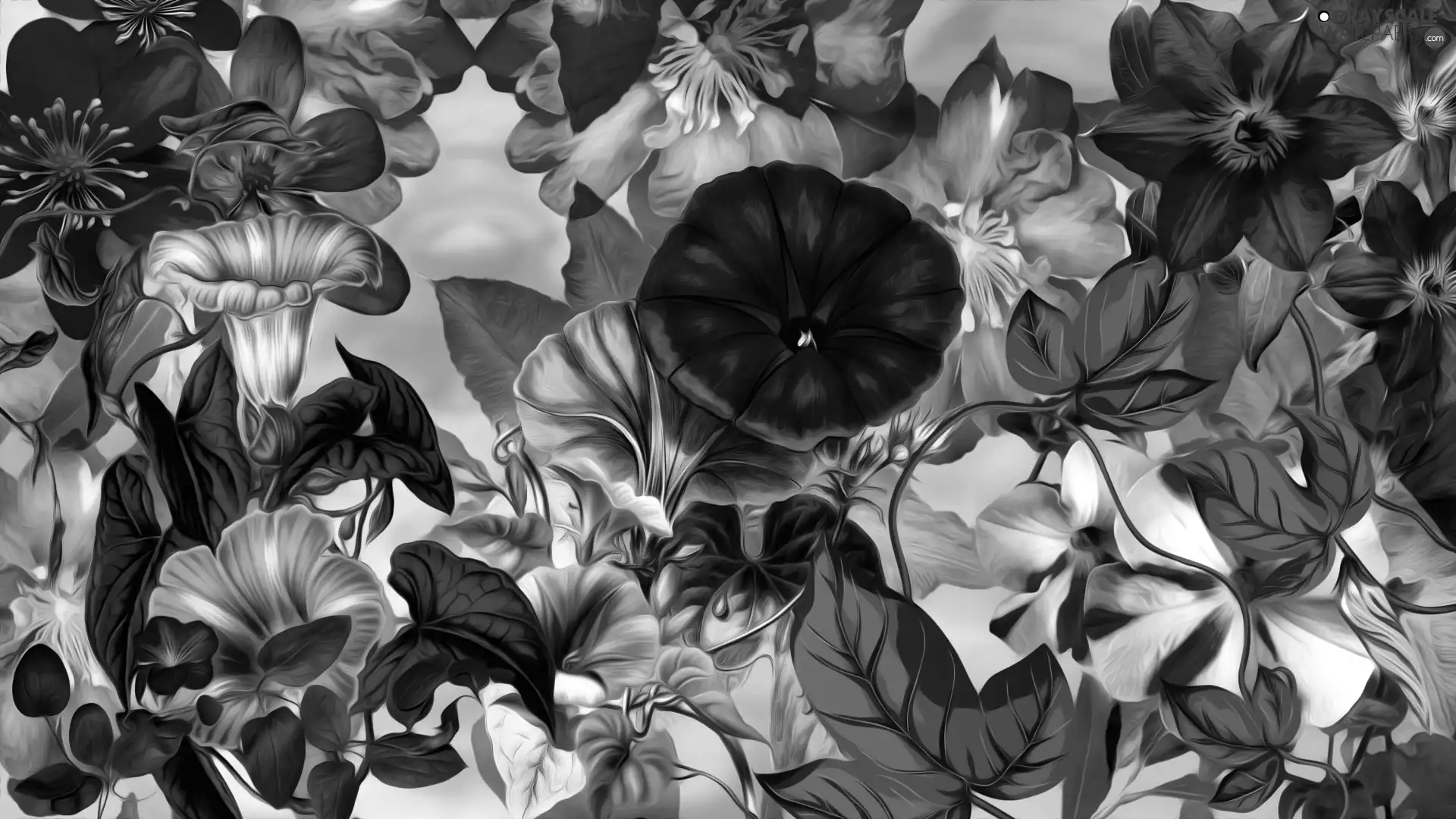 color, bindweed, graphics, Flowers