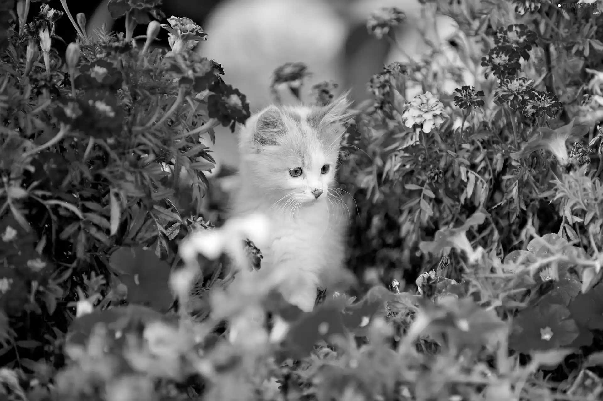 Flowers, kitten, color