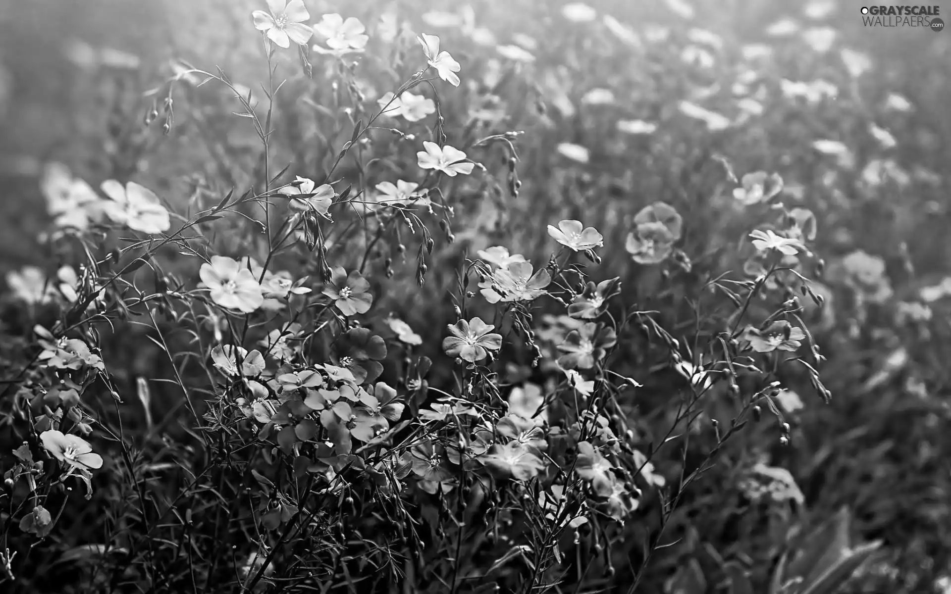 flowers, Meadow, color