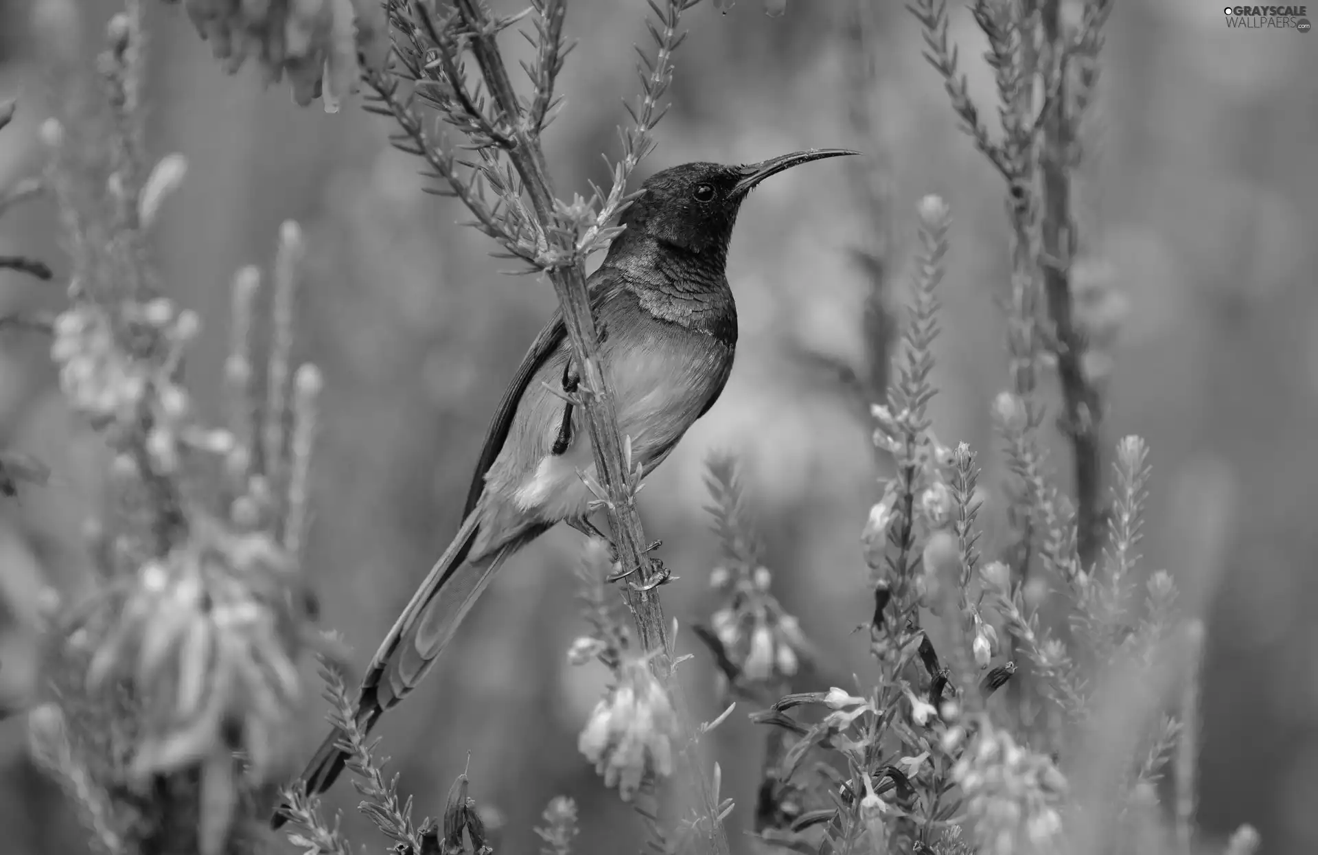 color, Plants, Flowers, Bird