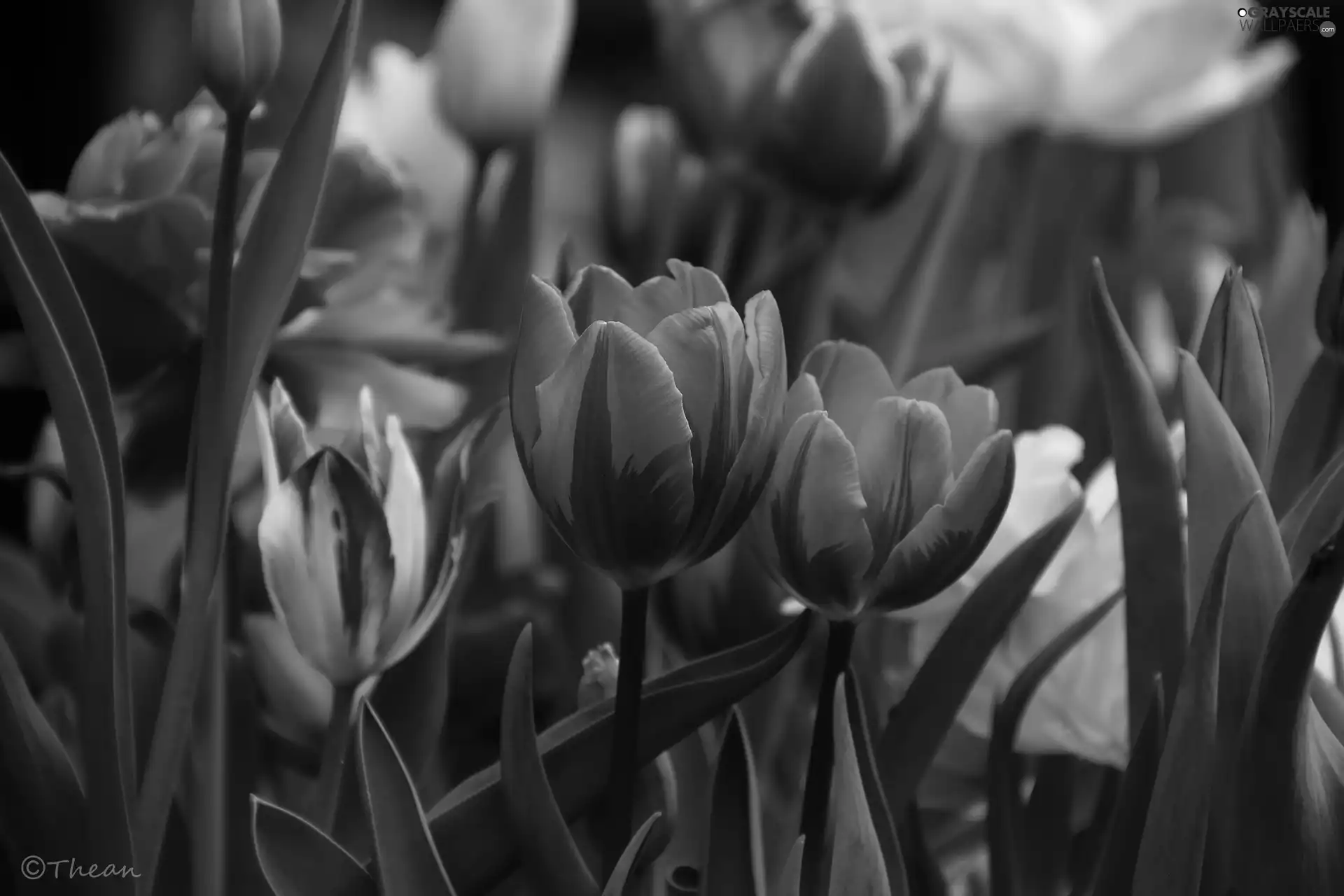 Flowers, Tulips, color