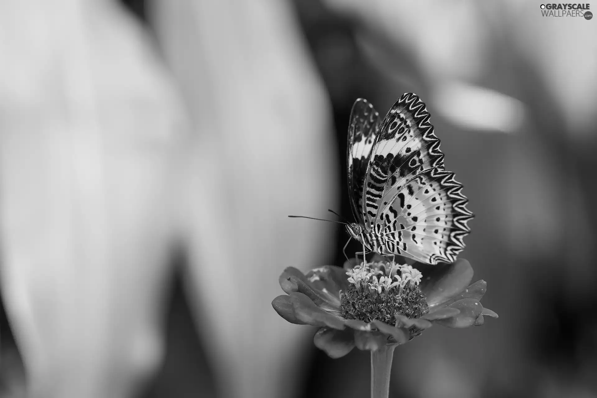 Colourfull Flowers, color, butterfly, zinnia