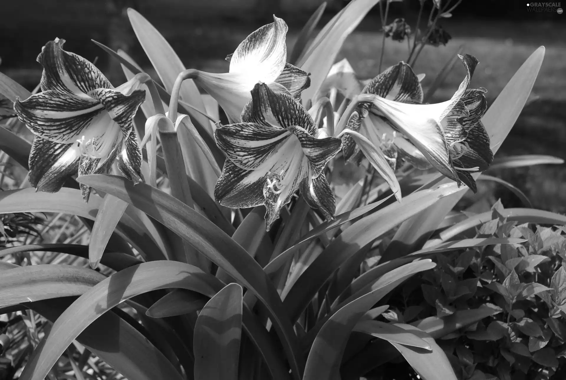 amaryllis, Colourfull Flowers