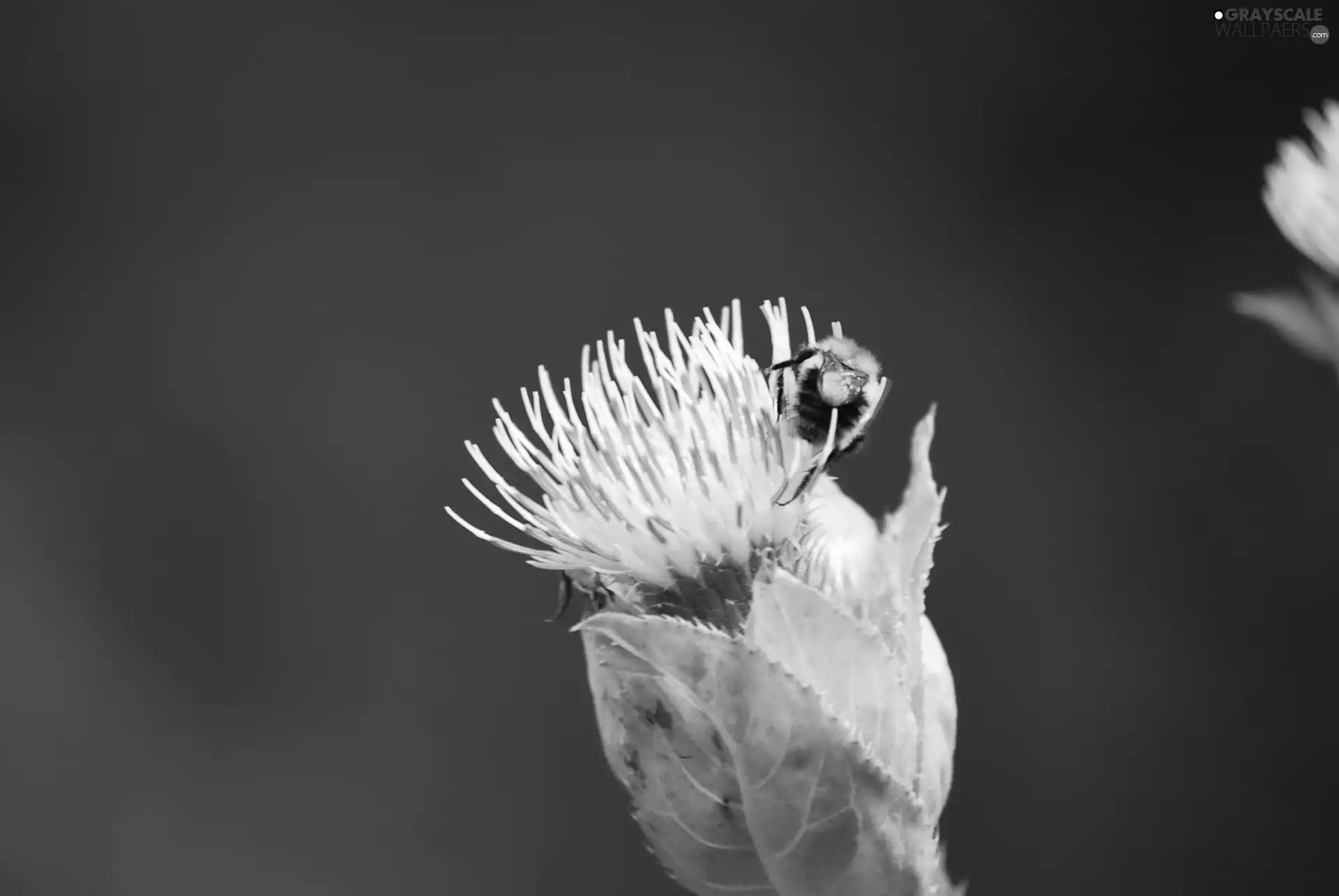 bee, Colourfull Flowers