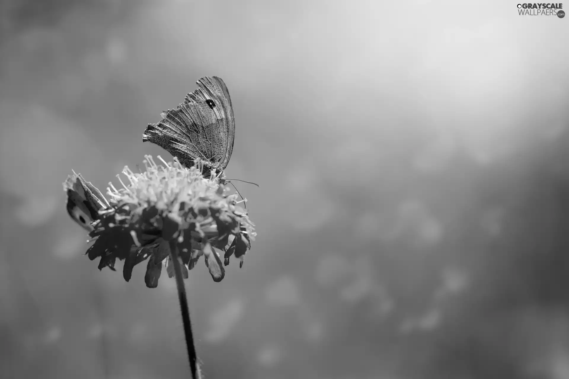 butterflies, Colourfull Flowers