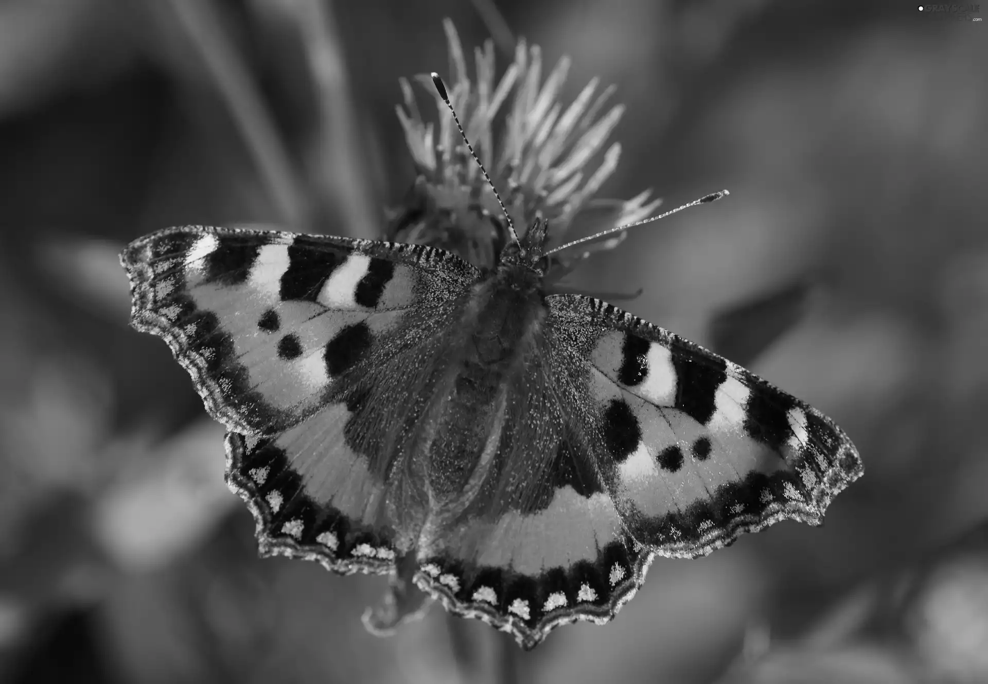 Colourfull Flowers, butterfly, Small Tortoiseshell