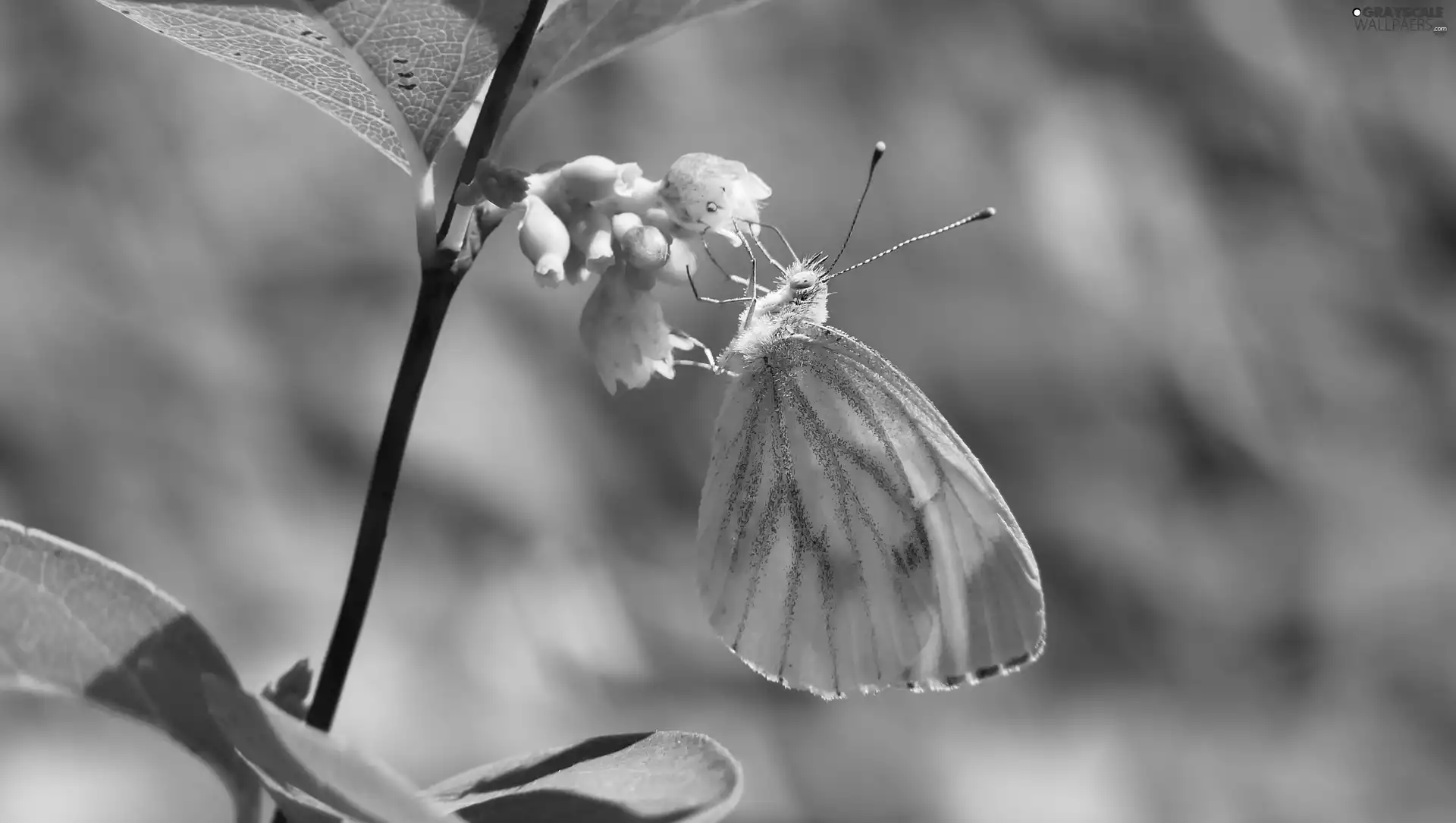 Cabbage Butterfly, Colourfull Flowers, Symphoricarpos Duhamel, butterfly