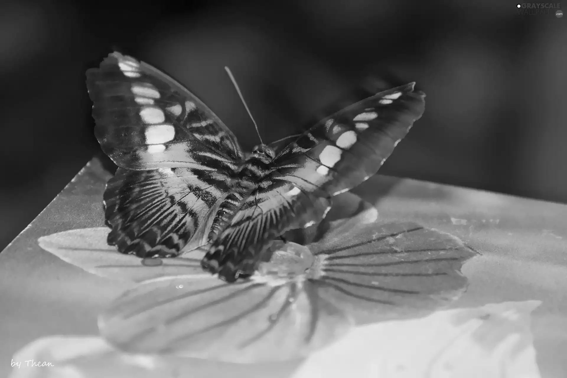 butterfly, Colourfull Flowers