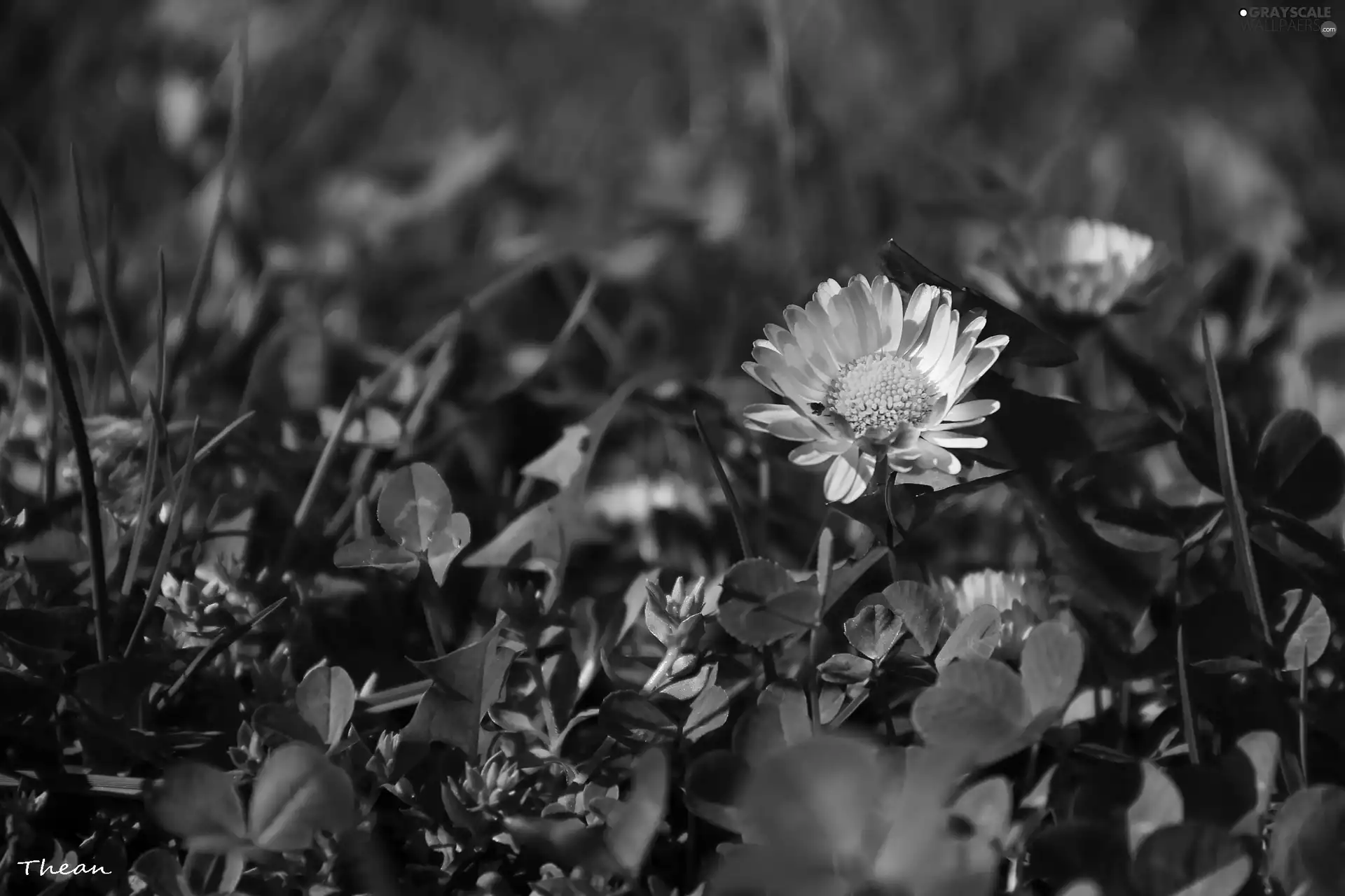 daisy, Colourfull Flowers