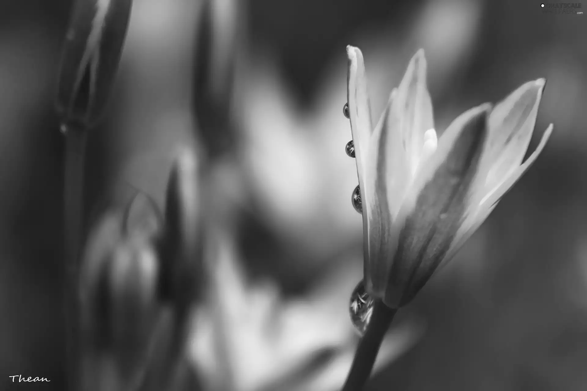 drops, Colourfull Flowers