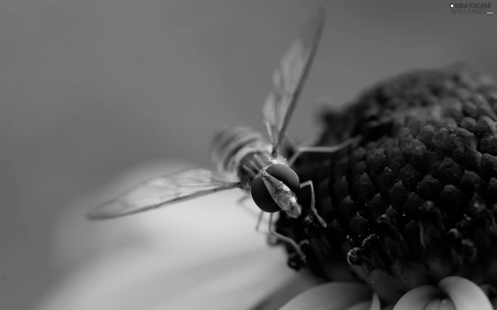 fly, Colourfull Flowers