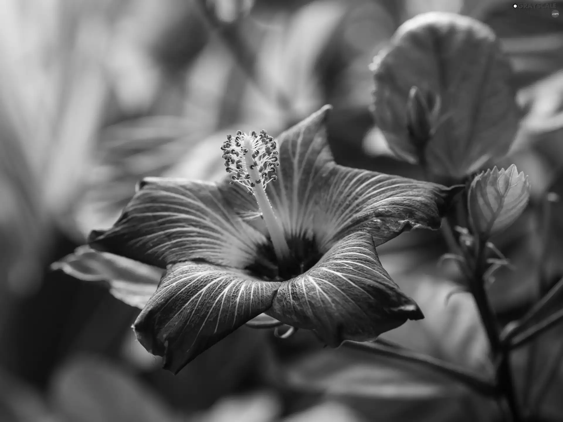 hibiskus, Colourfull Flowers