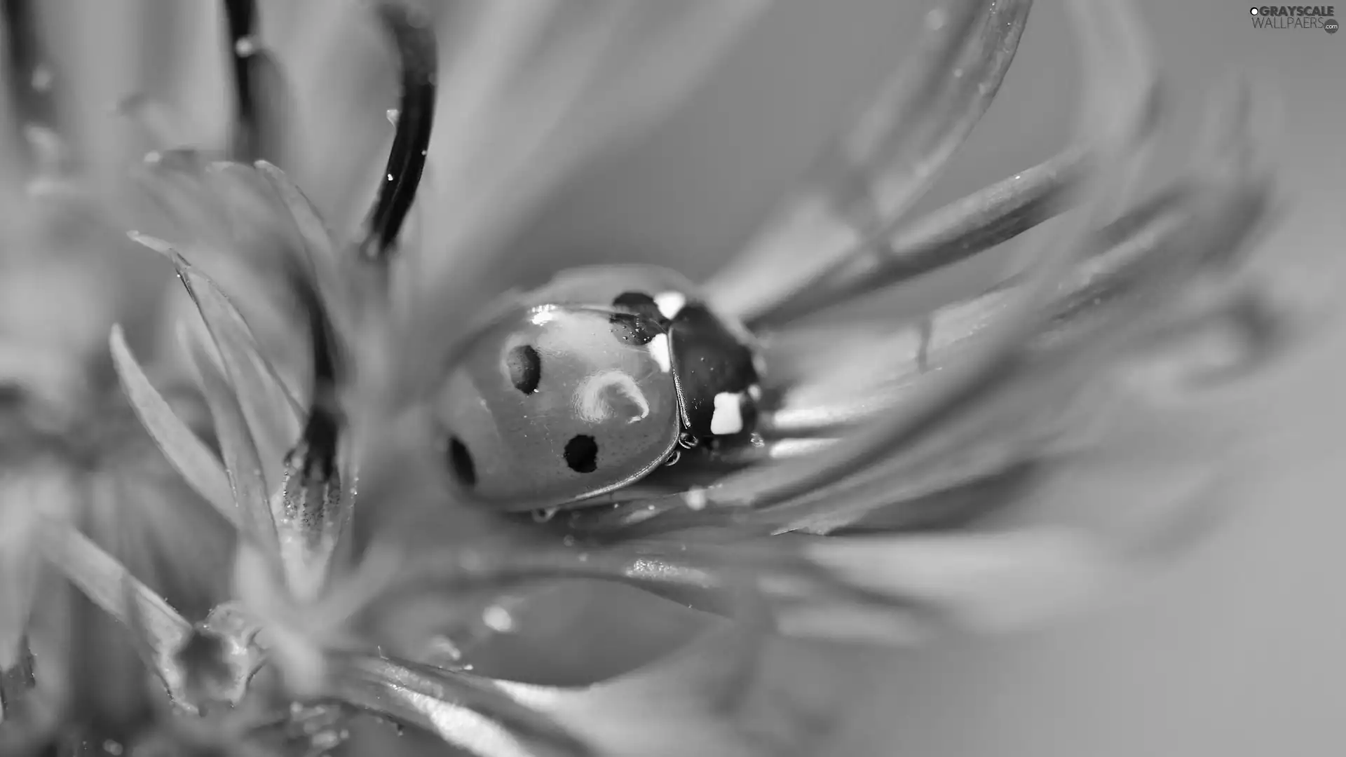 ladybird, Colourfull Flowers