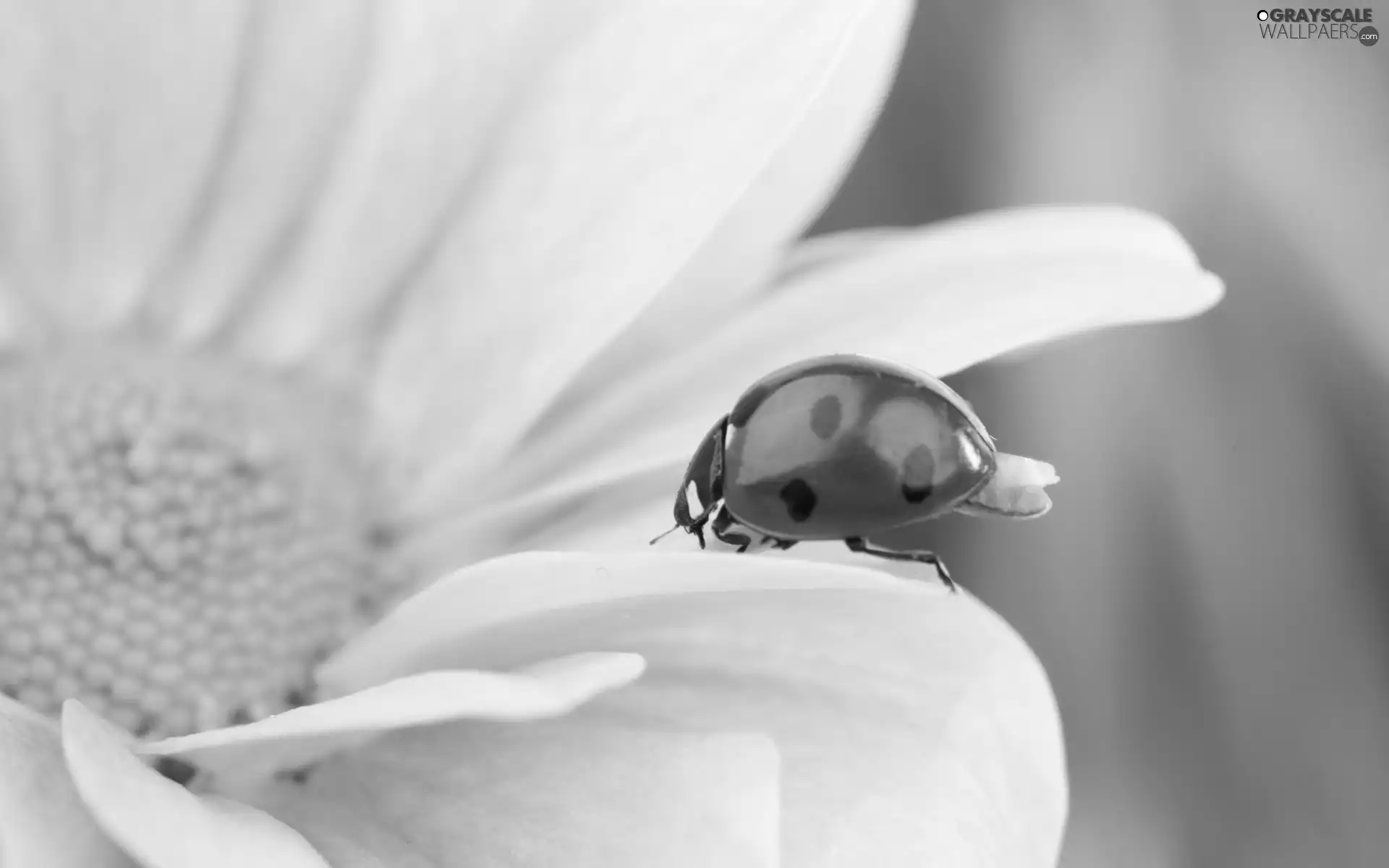 ladybird, Colourfull Flowers