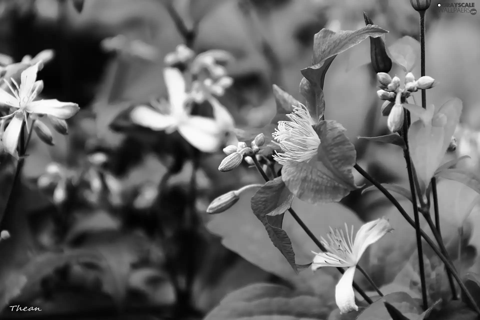 lilac, Colourfull Flowers