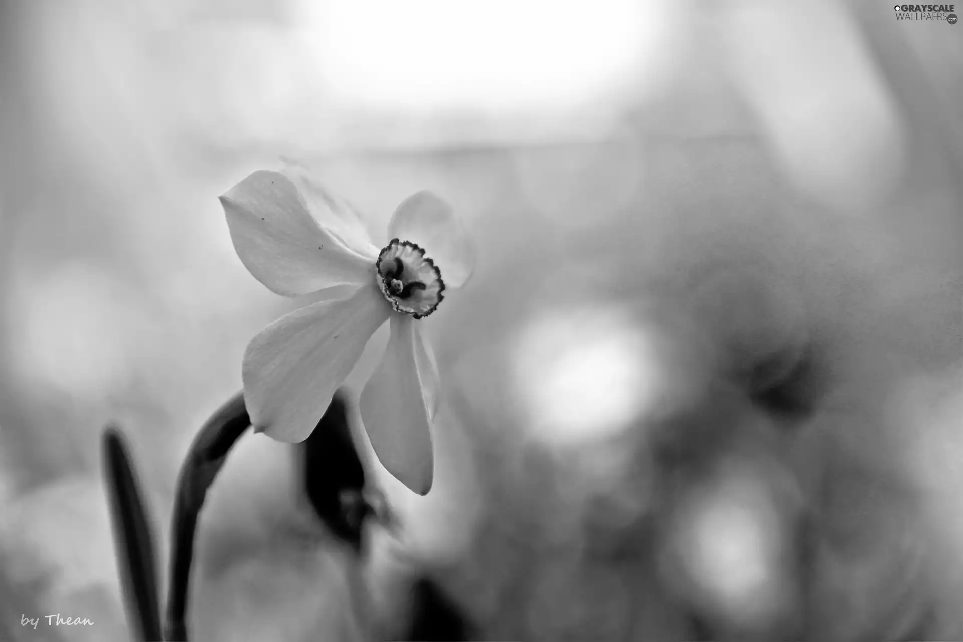 narcissus, Colourfull Flowers