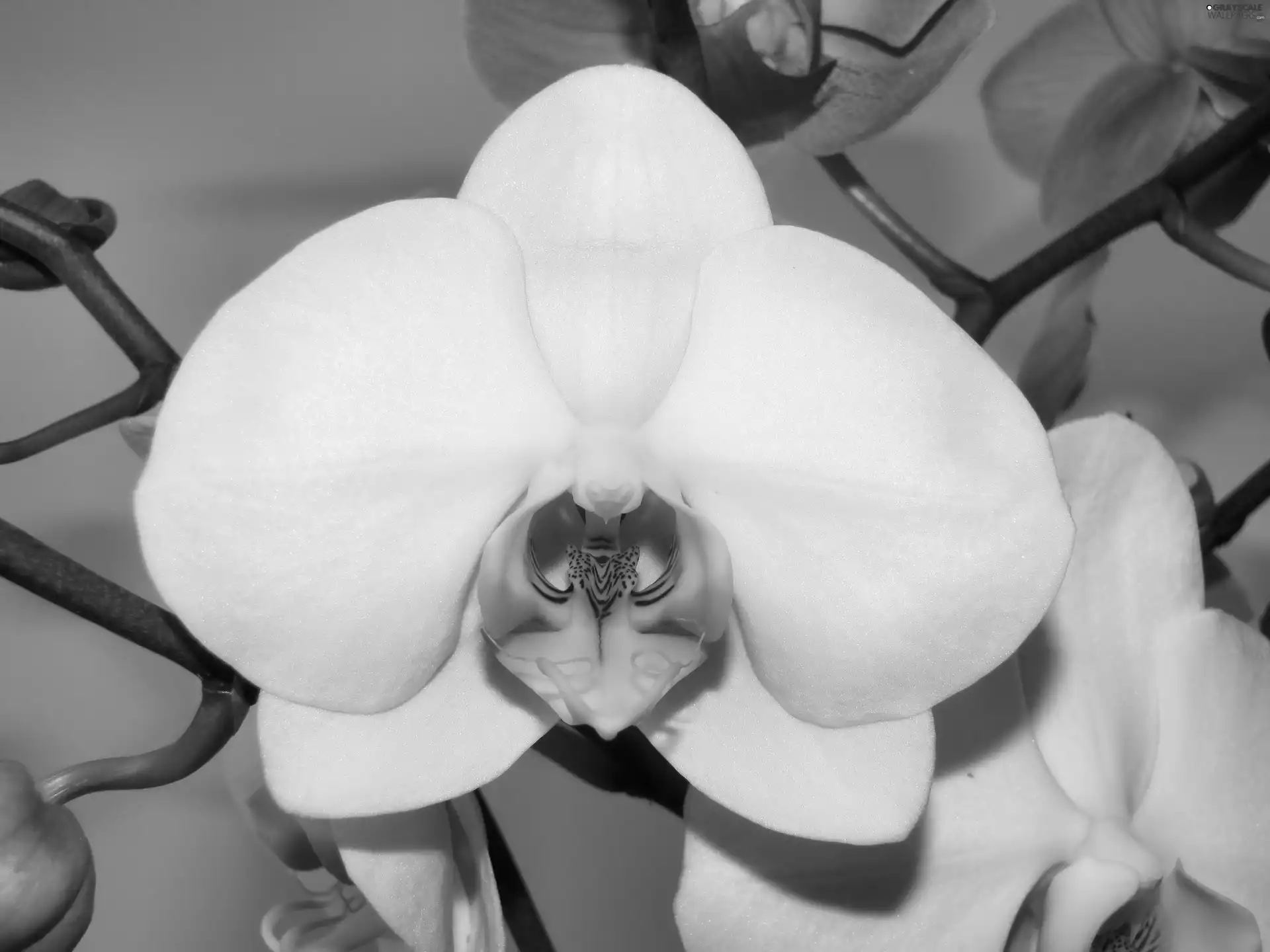 orchid, Colourfull Flowers