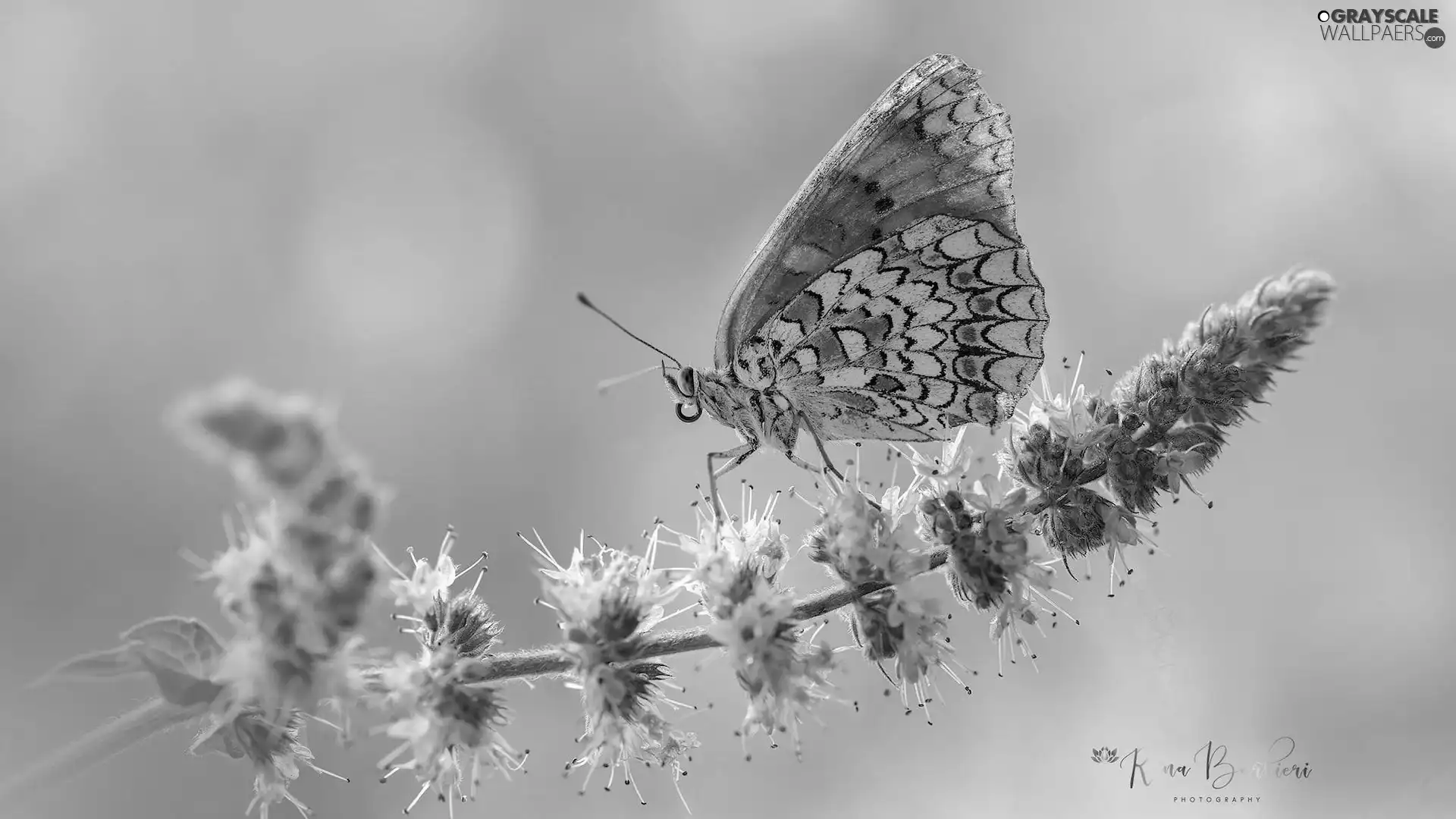 butterfly, plant, Colourfull Flowers, Red-Band Fritillary