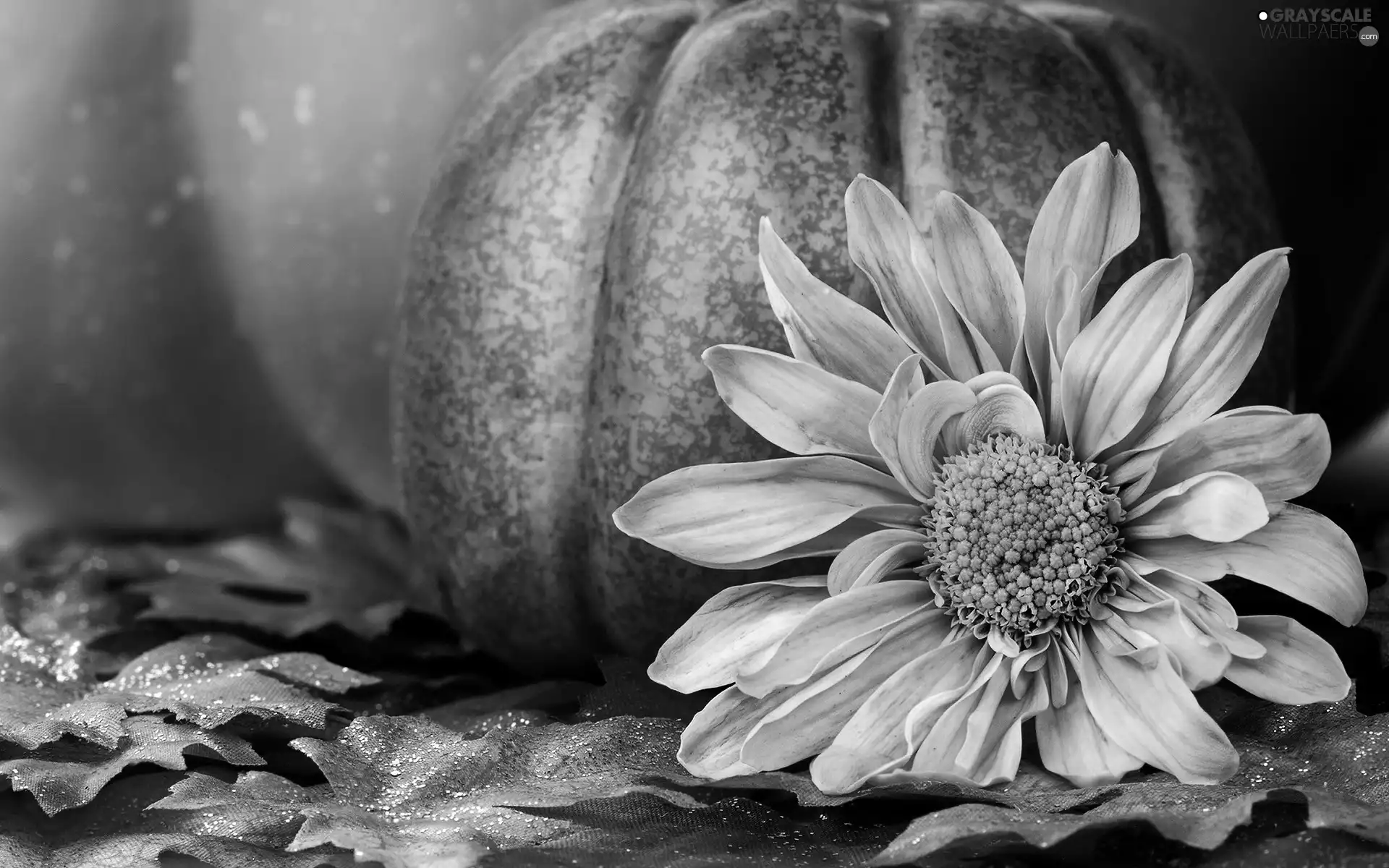 pumpkin, Colourfull Flowers