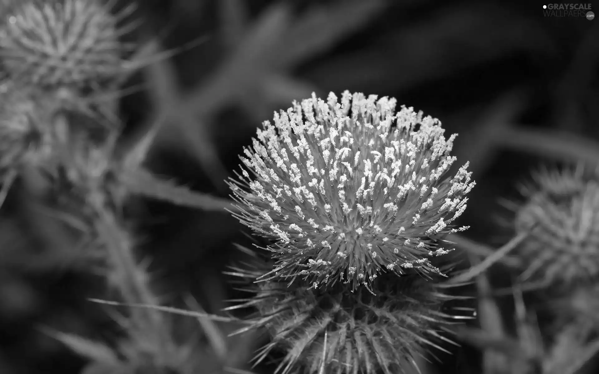 teasel, Colourfull Flowers