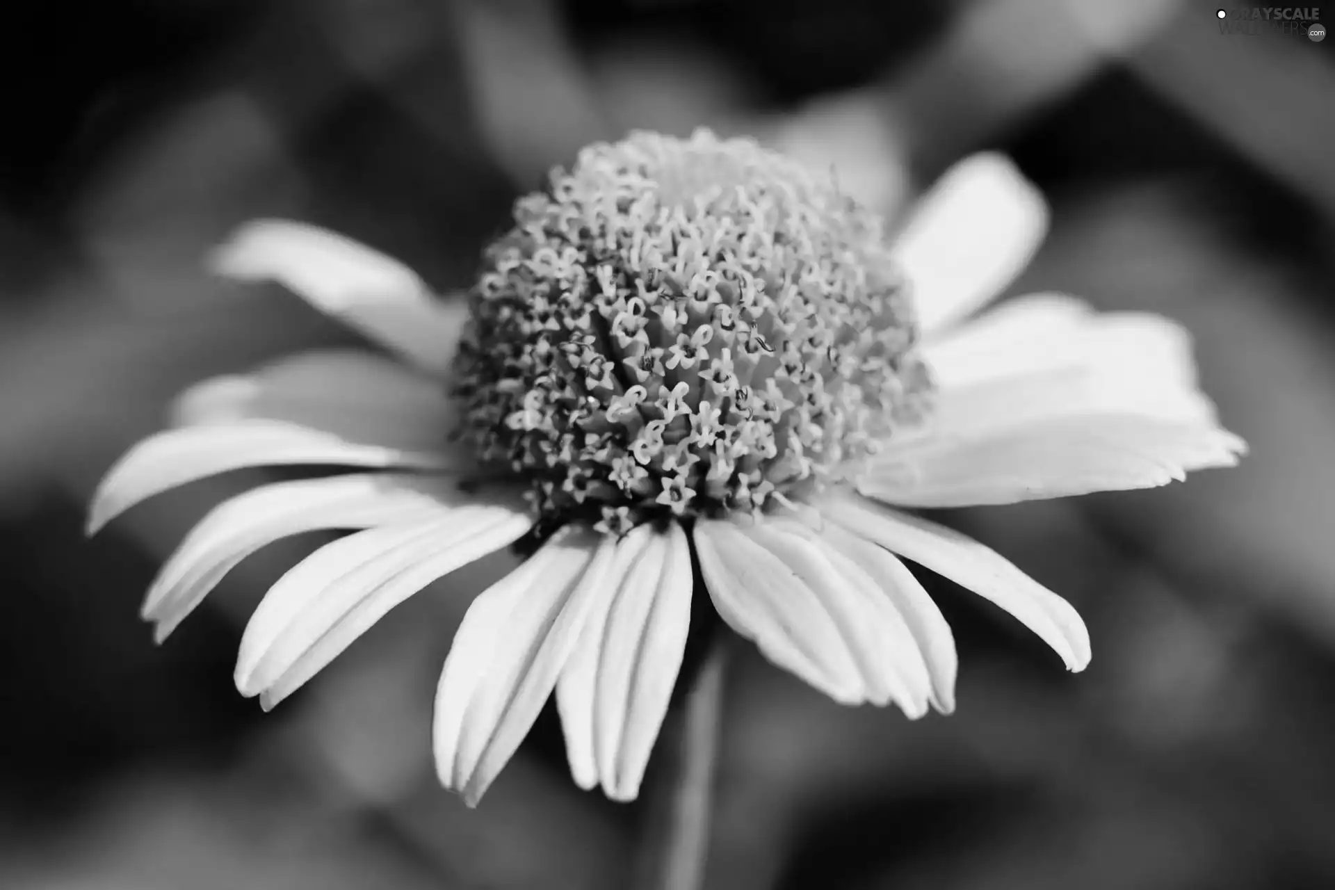 Yellow, Colourfull Flowers