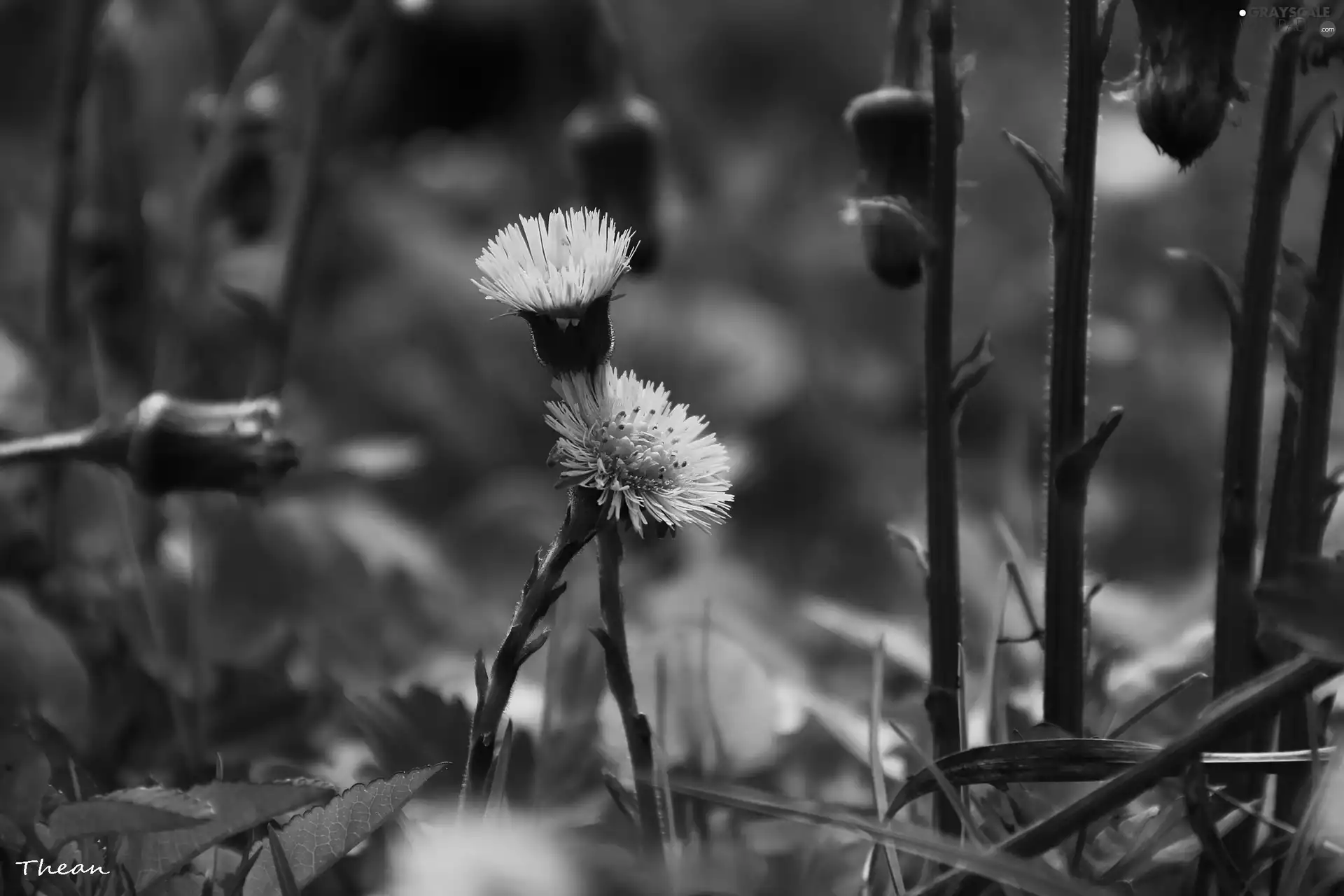 coltsfoot, Yellow, Flowers, common