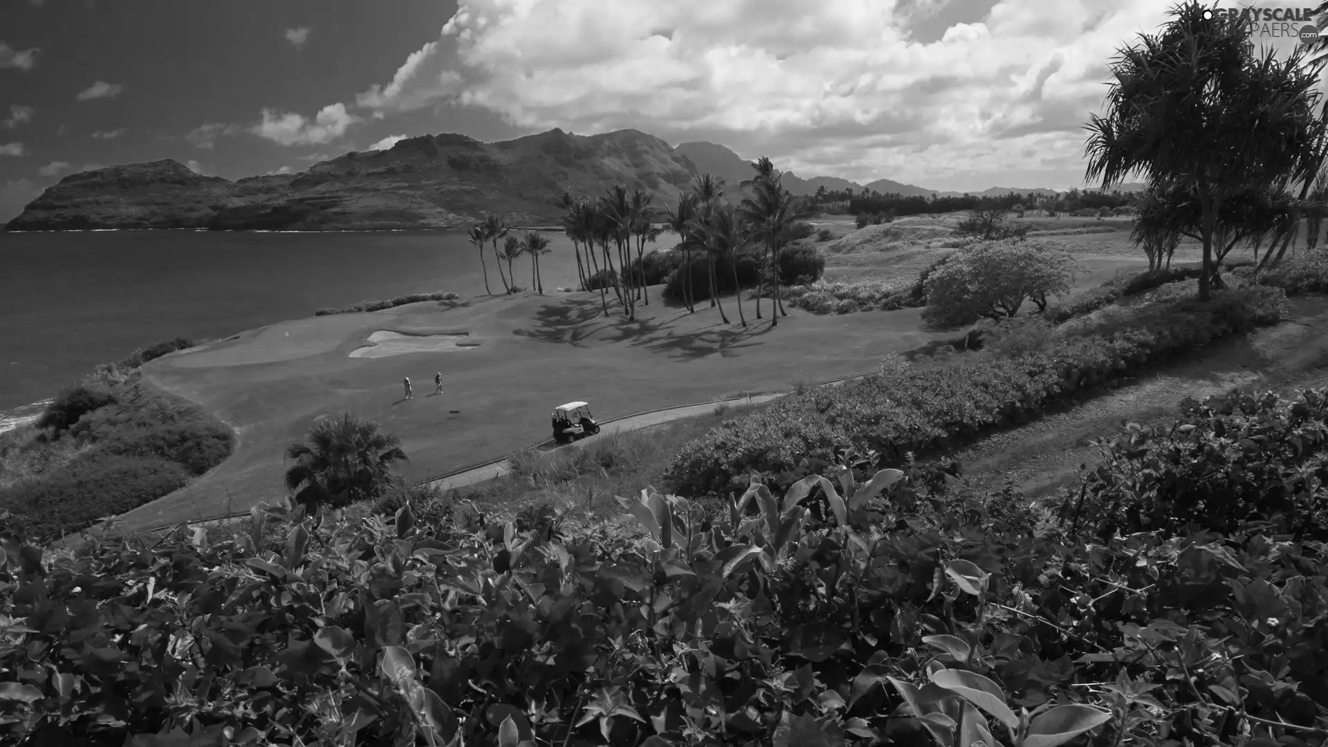 Flowers, Field, sea, Aloha State Hawaje, grass, Course